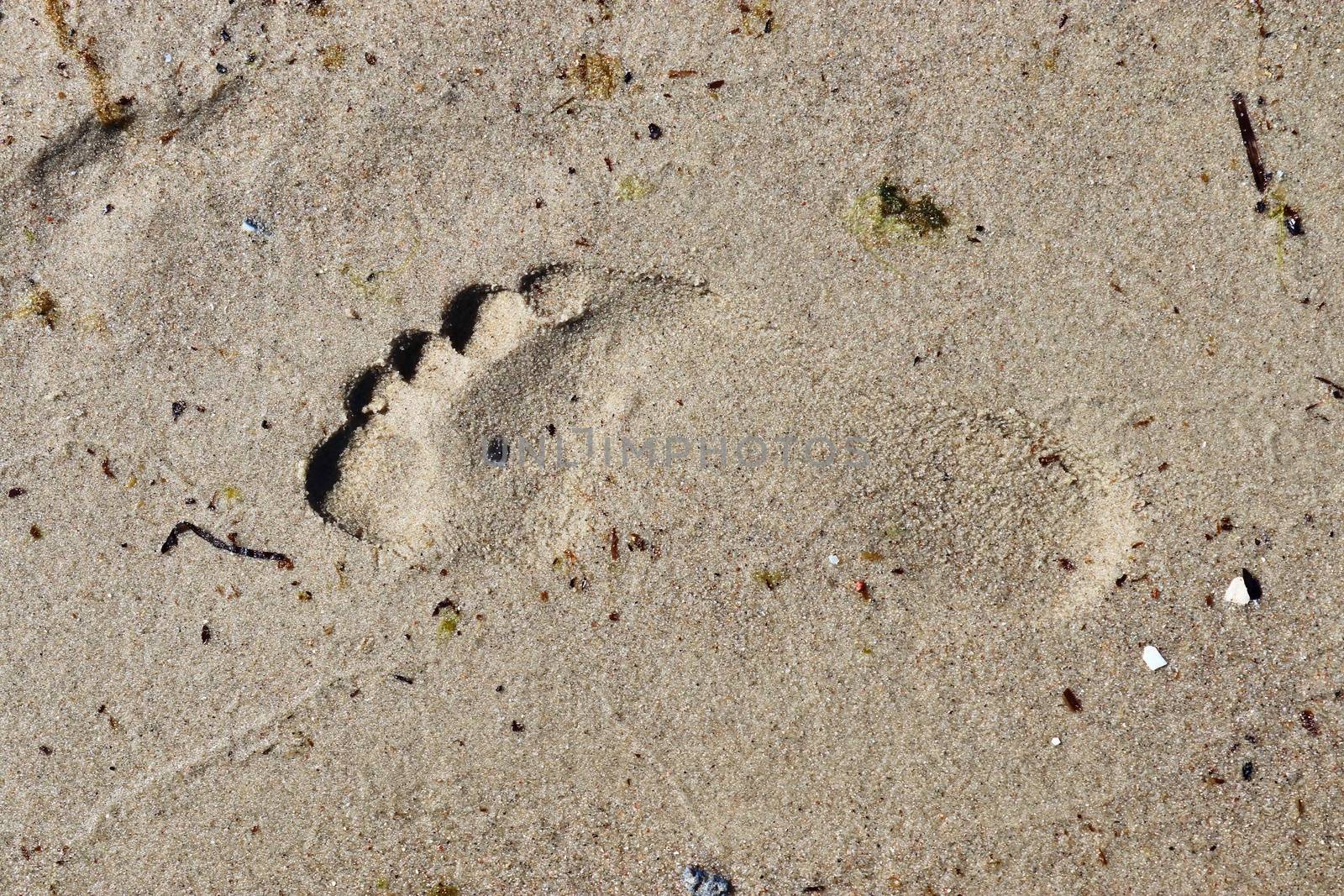 Beautiful detailed footprints in the sand of a beach during summer. Copy space background.