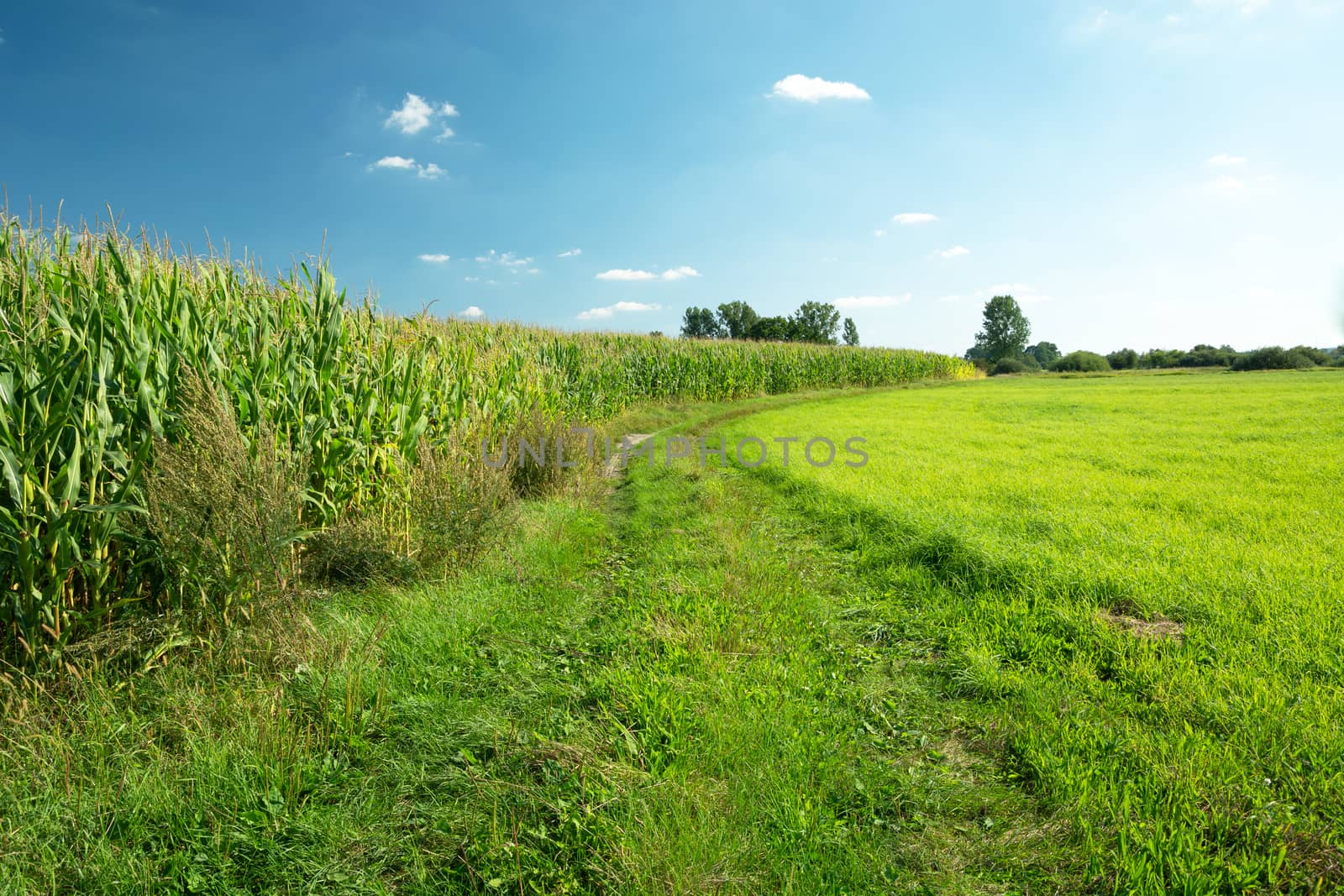 Grassy road next to a cornfield and green meadow, summer rural landscape
