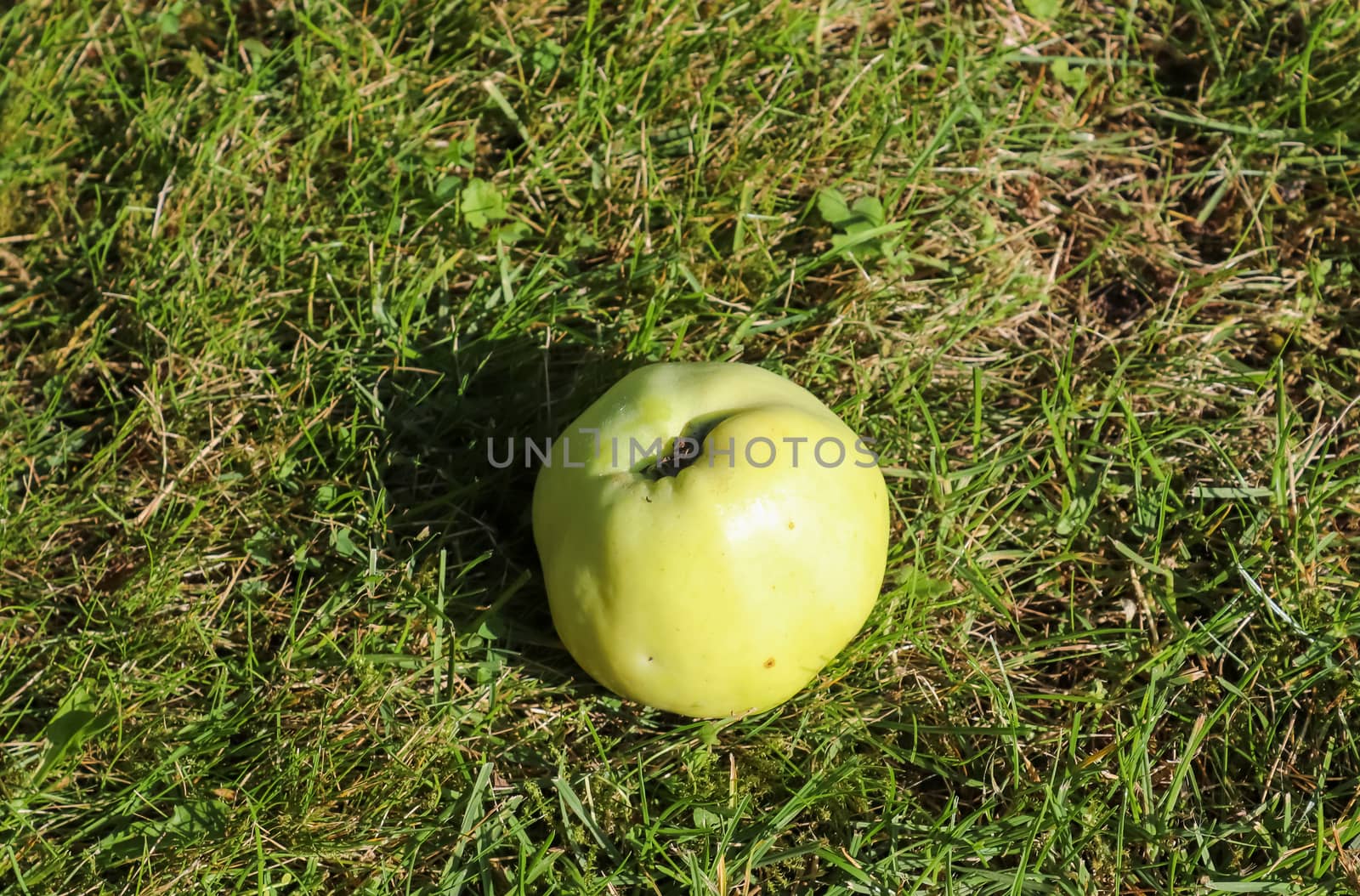 Green Apple lying on the grass. Top view with copy space