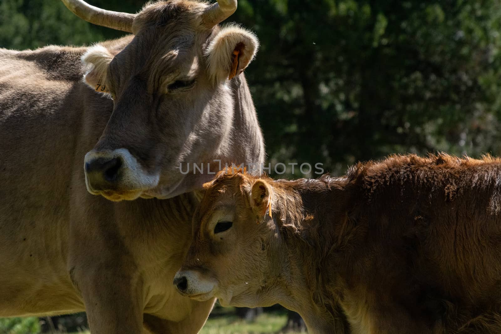 Mother cow with calf, livestock and cattle animal themes. Domestic animals.