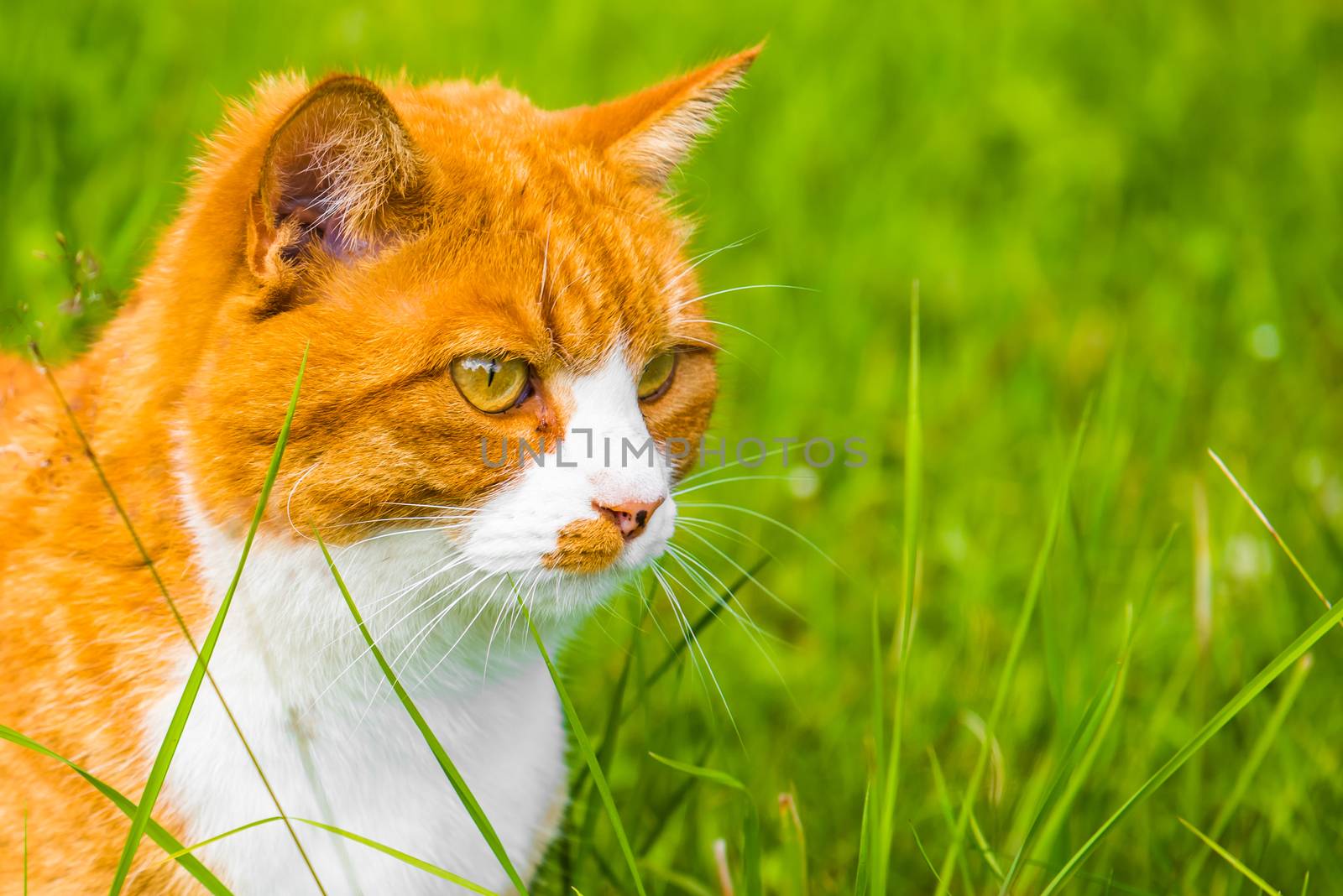 Red cat is sitting in green grass in spring, summer garden. Portrait in profile close up