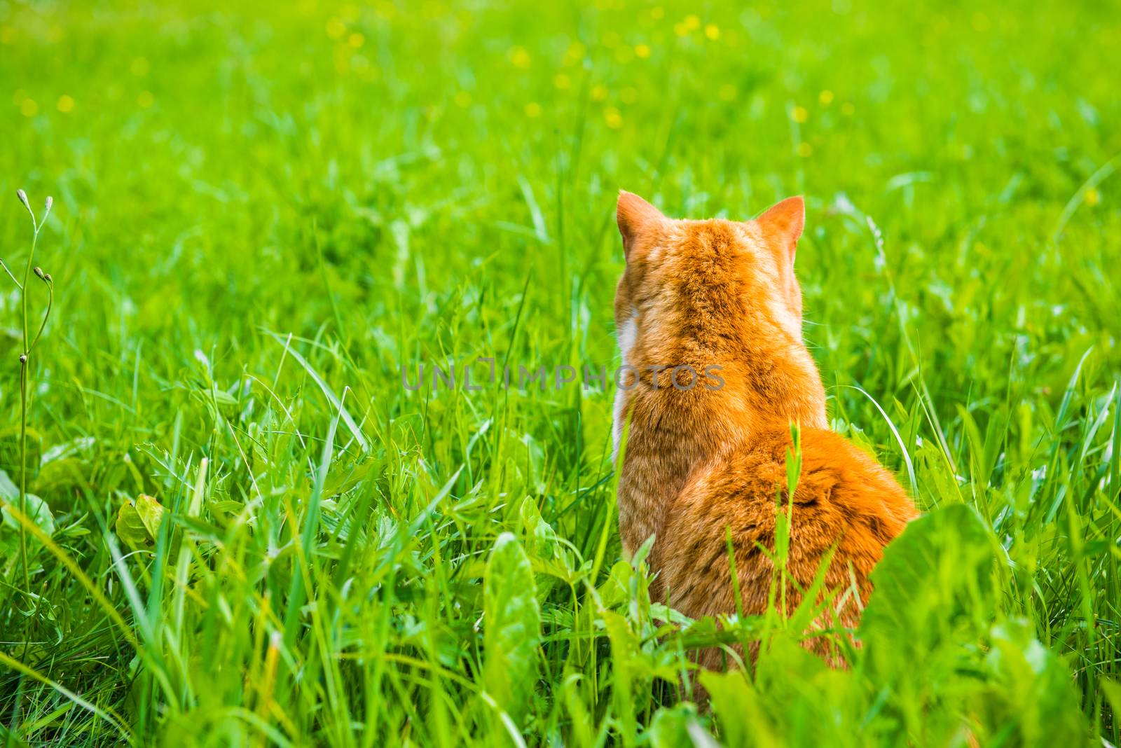 Red cat sitting with his back turned looking back on green grass