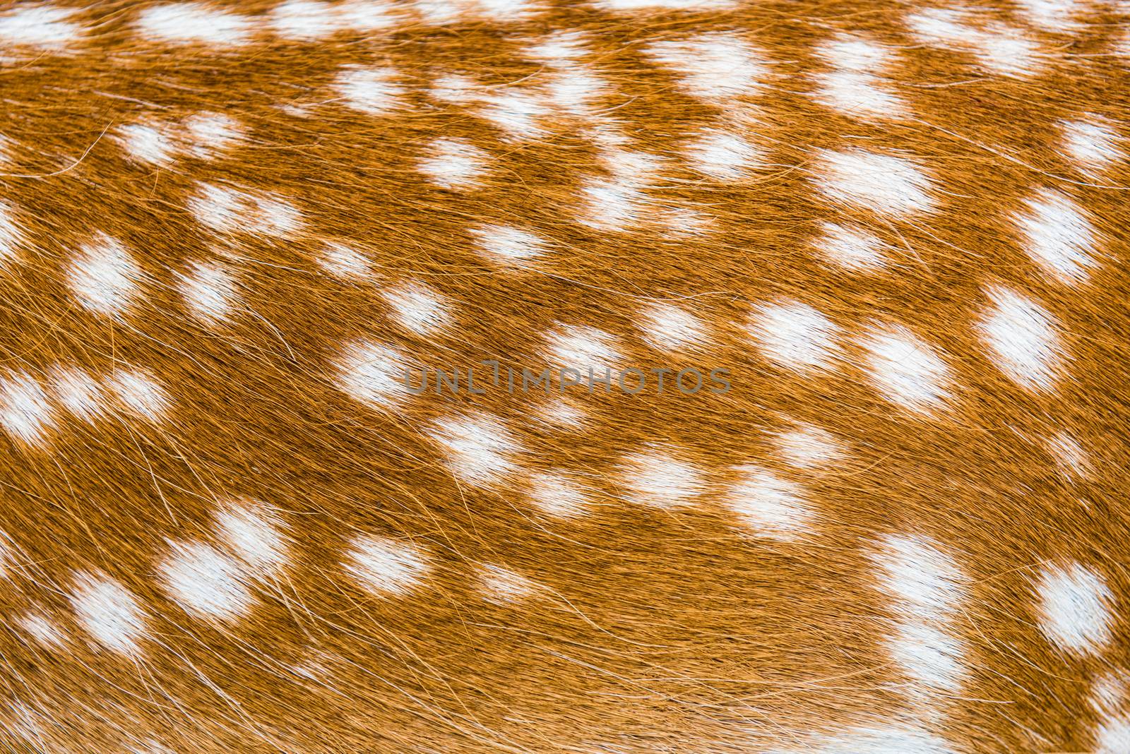 deer animal skin with many white spots texture for your background and pattern