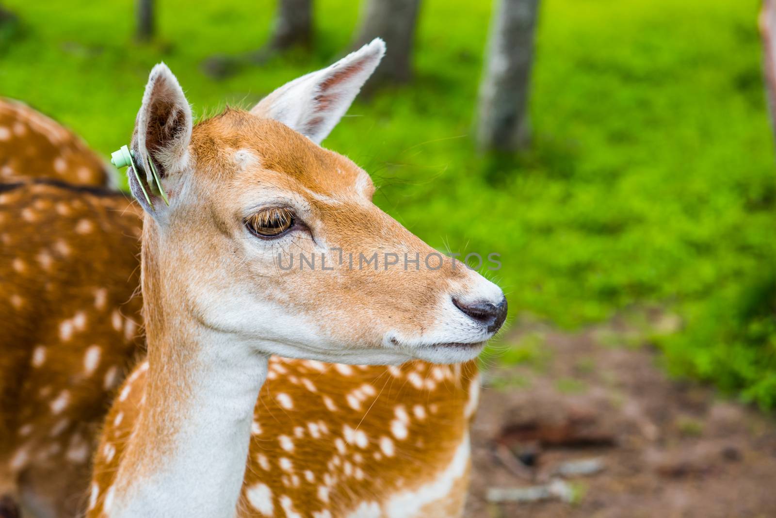 Deer close-up amid green grass summer background