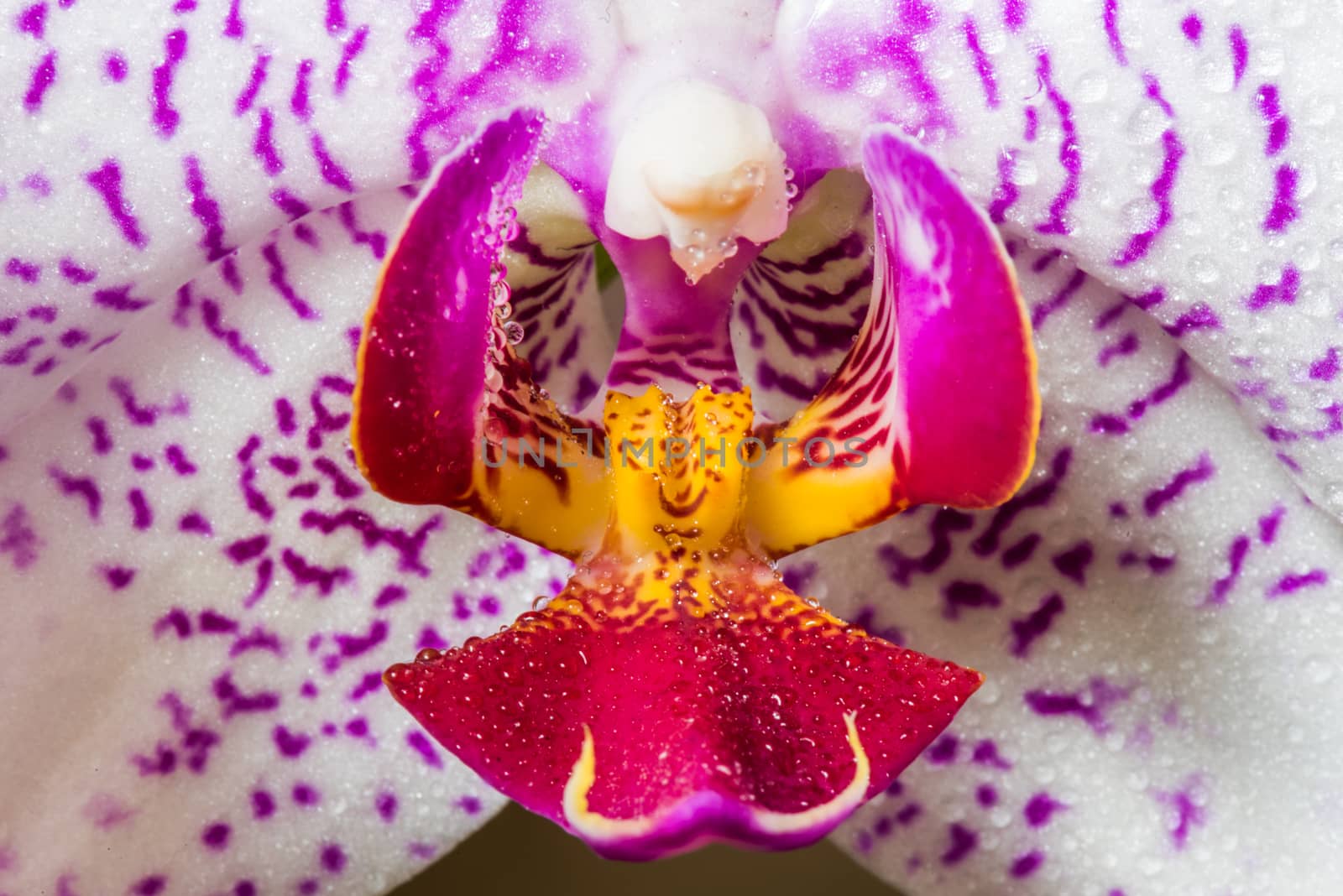 Purple white orchid with drops of water close up view background