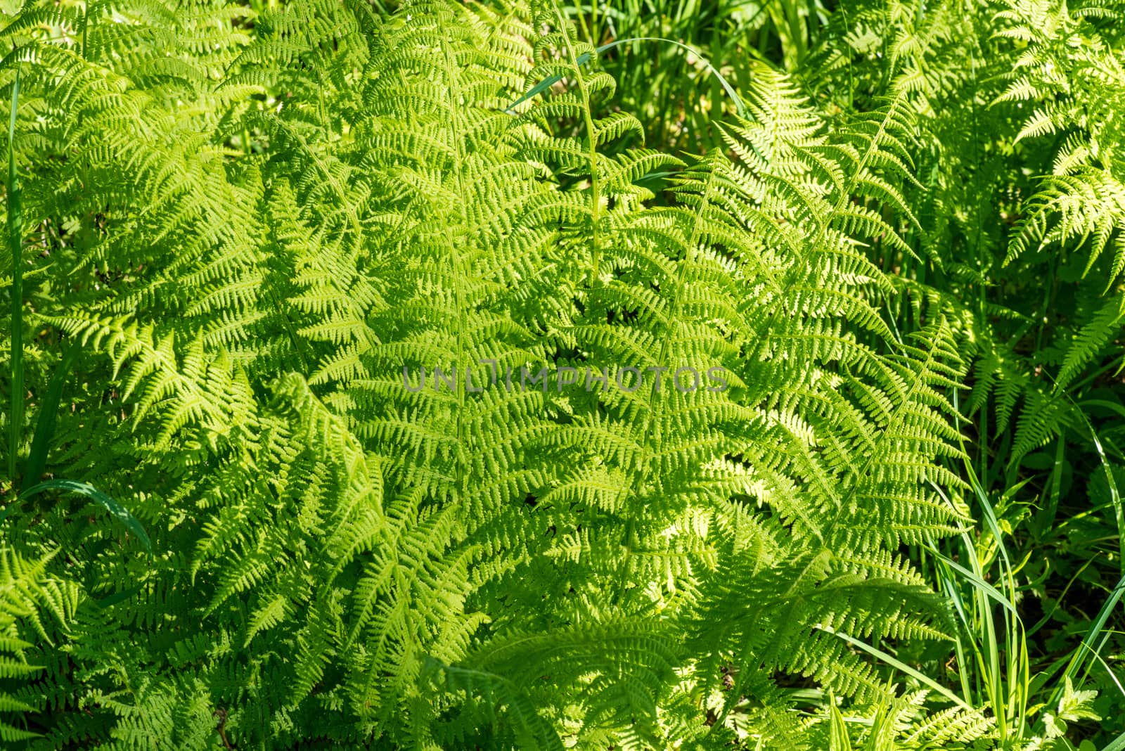 Natural fern leaf cover closeup photo. Tropical greenery top view. Fern leaf pattern. Green foliage with green fern leaf. Summer greenery background photo. Exotic plant in garden banner template