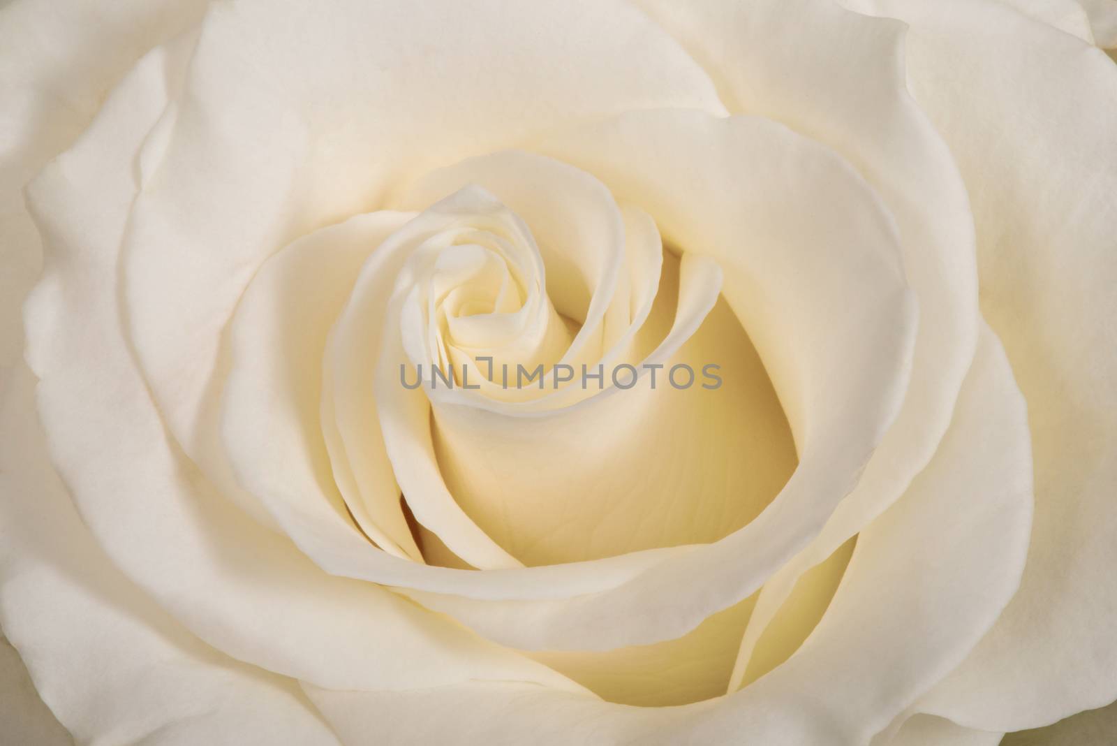 White rose flower macro close-up background or texture