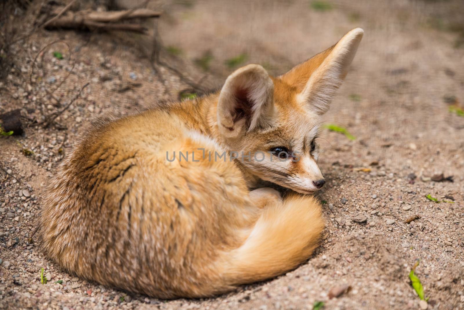 Fennec fox or desert fox, cute little fox sleeping curled in the ball on the sand