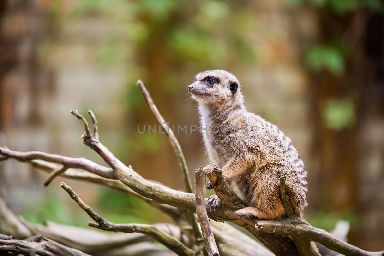 Meerkat, Suricata suricatta, sitting on a tree outside, Latvia zoo