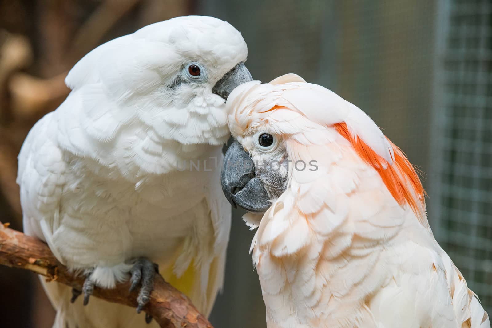 Lovely couple white cockatoos parrots on branch by infinityyy