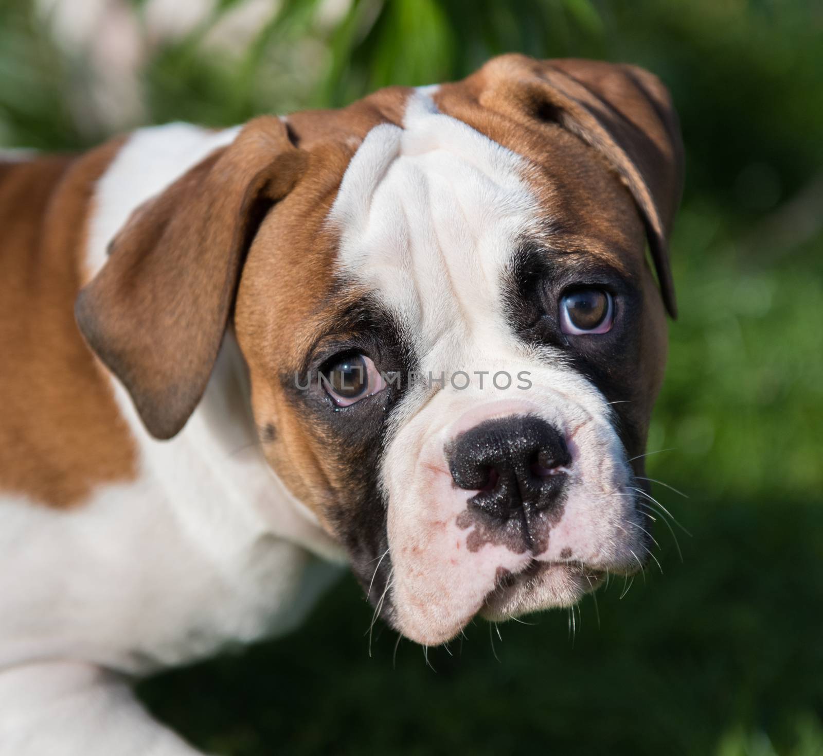 American Bulldog puppy on nature by infinityyy