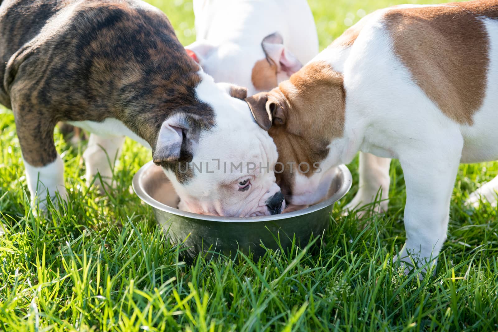Funny nice white American Bulldog puppies are eating by infinityyy