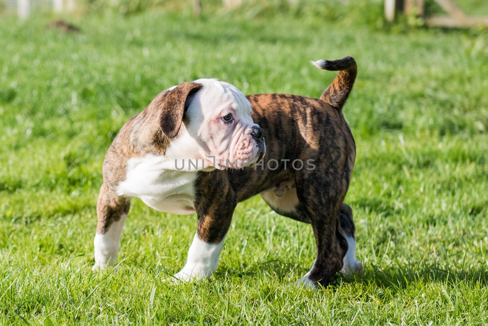 Brindle coat American Bulldog puppy on nature by infinityyy