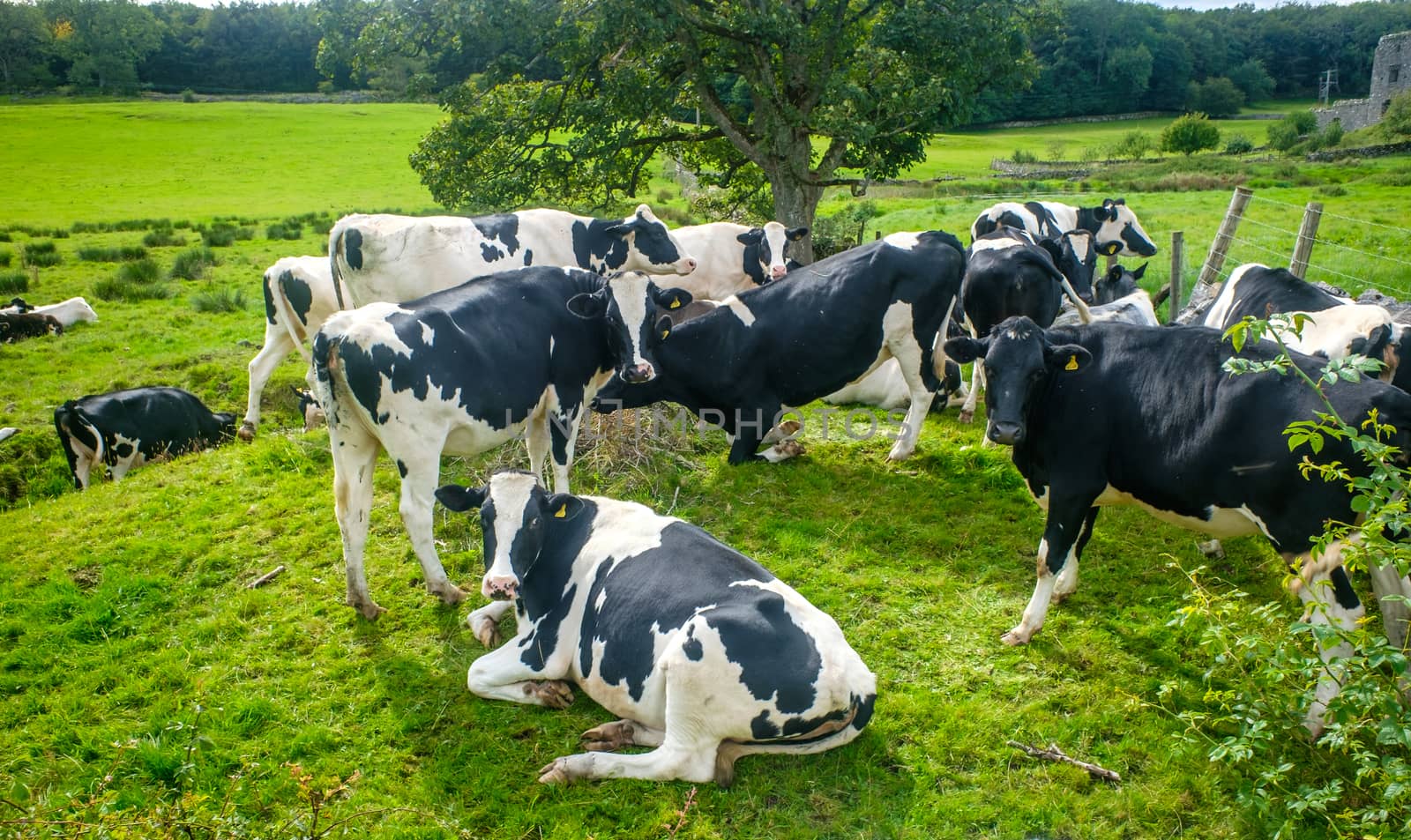 Holstien cows sitting and standing in a sunny green field