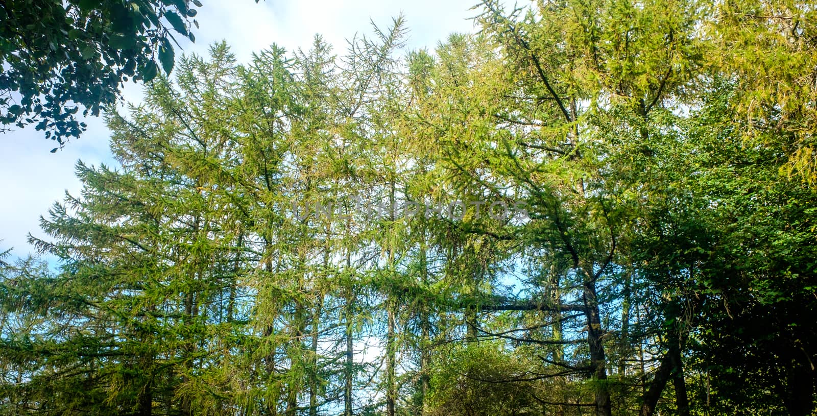 Treetop green foliage. Outdoor nature park landscape background. by paddythegolfer