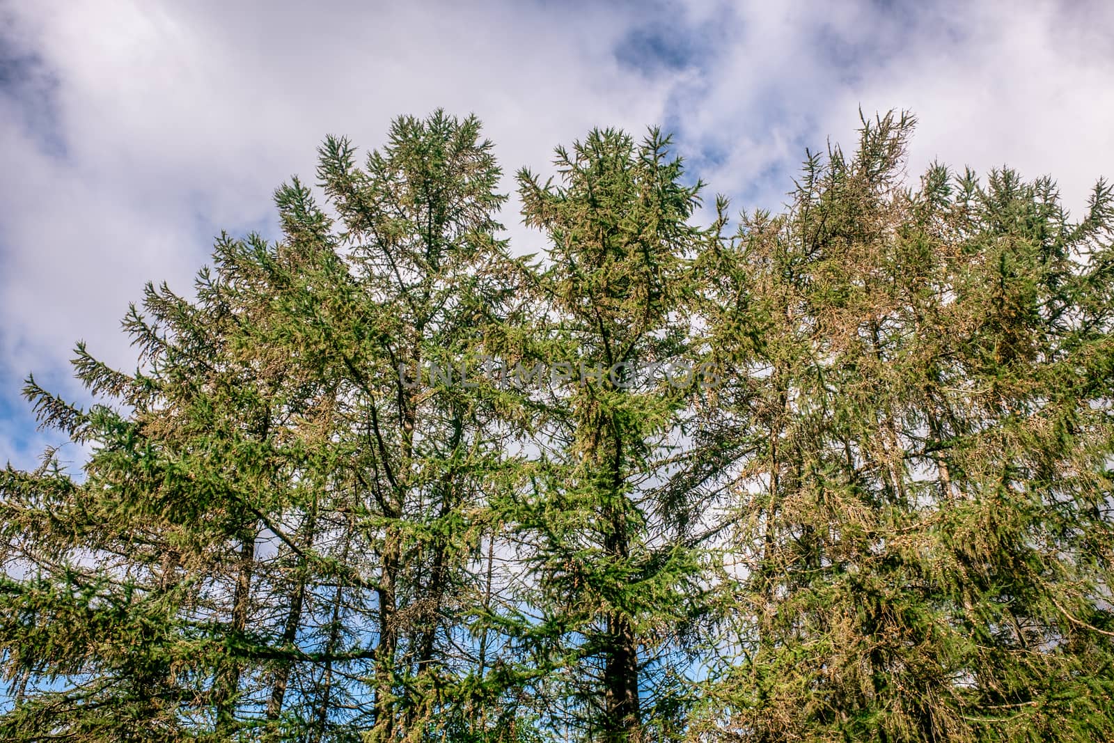 Treetop green foliage. Outdoor nature park landscape background. Sun in the sky in summer. Sunny environment.