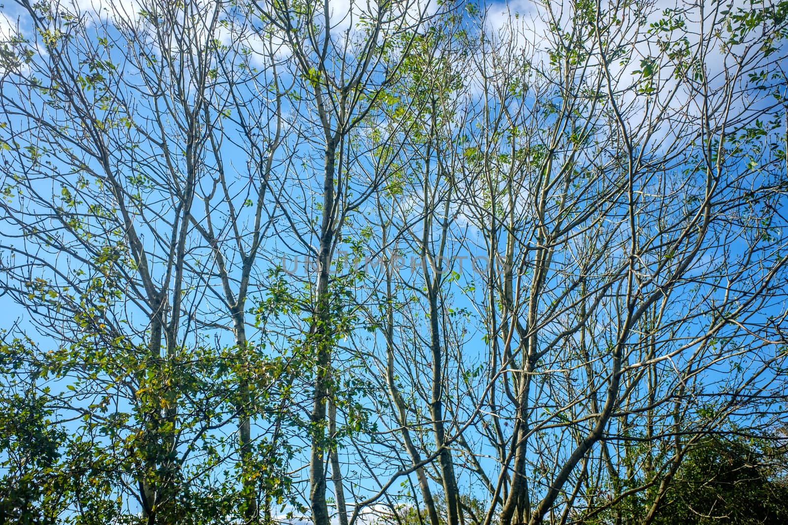 Beautiful tree tops on a sunny day UK by paddythegolfer