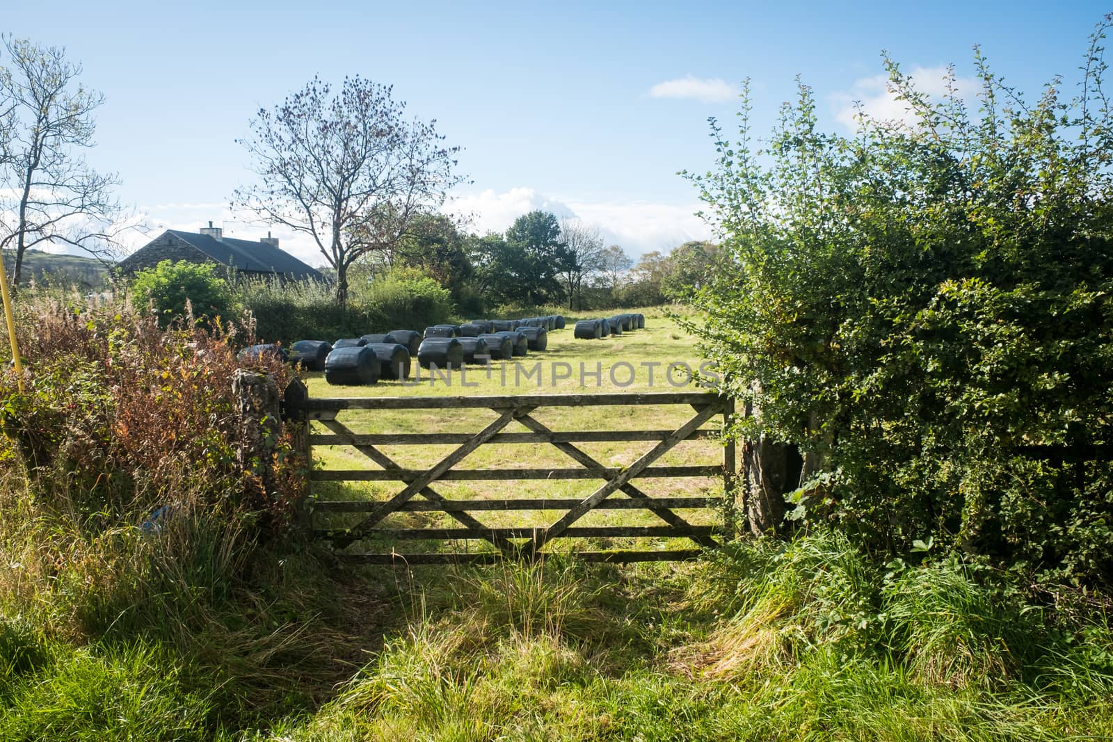 Wooden gate and hedge in the Lake District