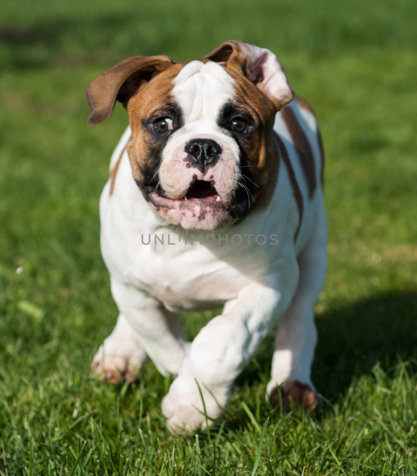 Funny nice red American Bulldog puppy dog in move on nature on green grass.
