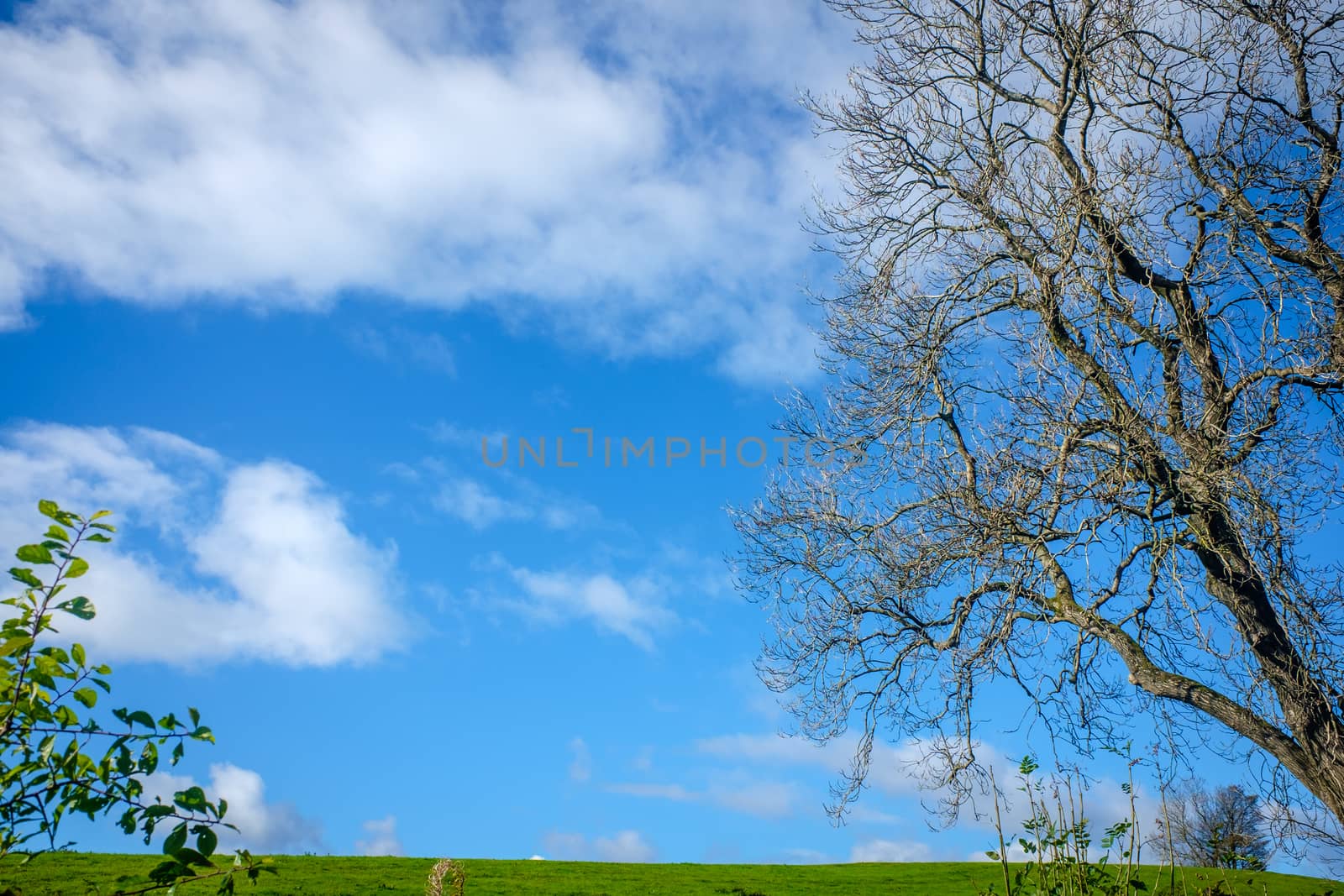 green leaves from the trees under a bright blue sky by paddythegolfer