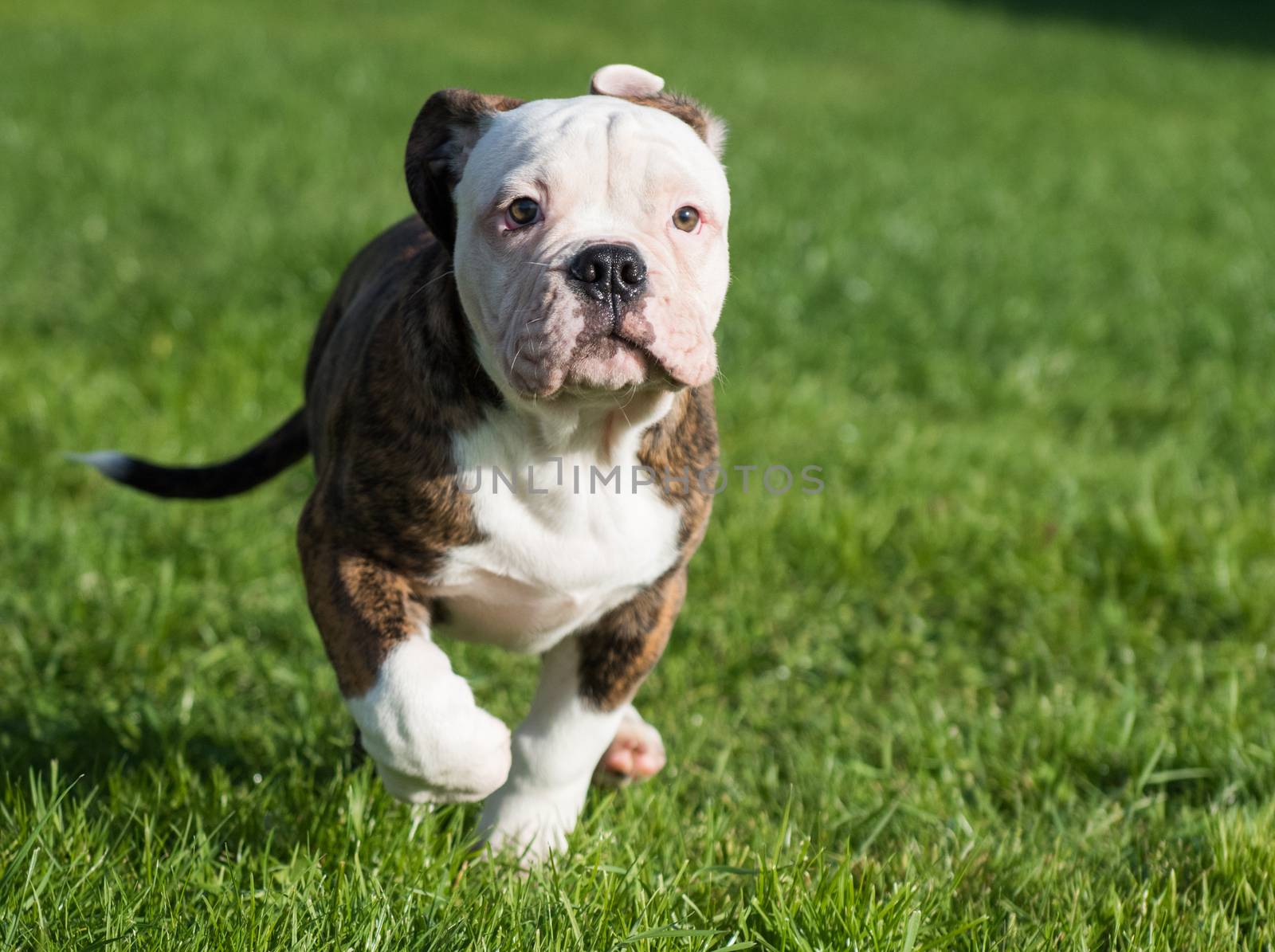 Funny Brindle coat American Bulldog puppy dog in move on nature on green grass.
