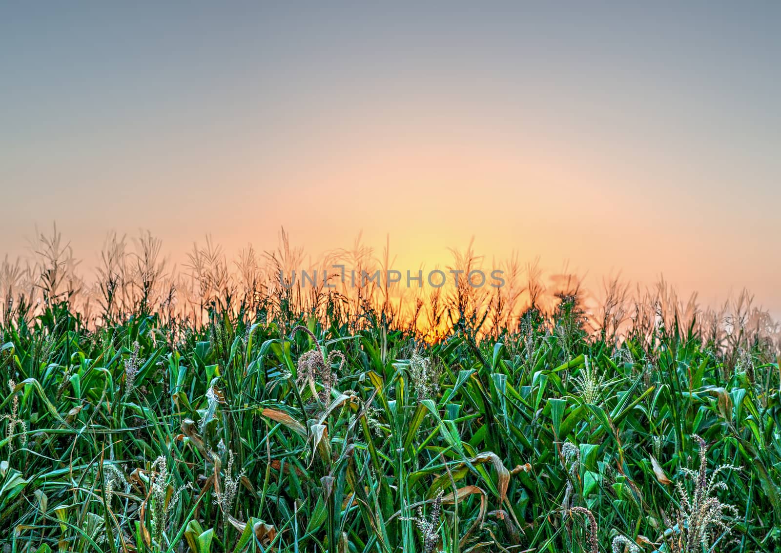 Close up image of beautiful Sunset behind the green fields in a village.
