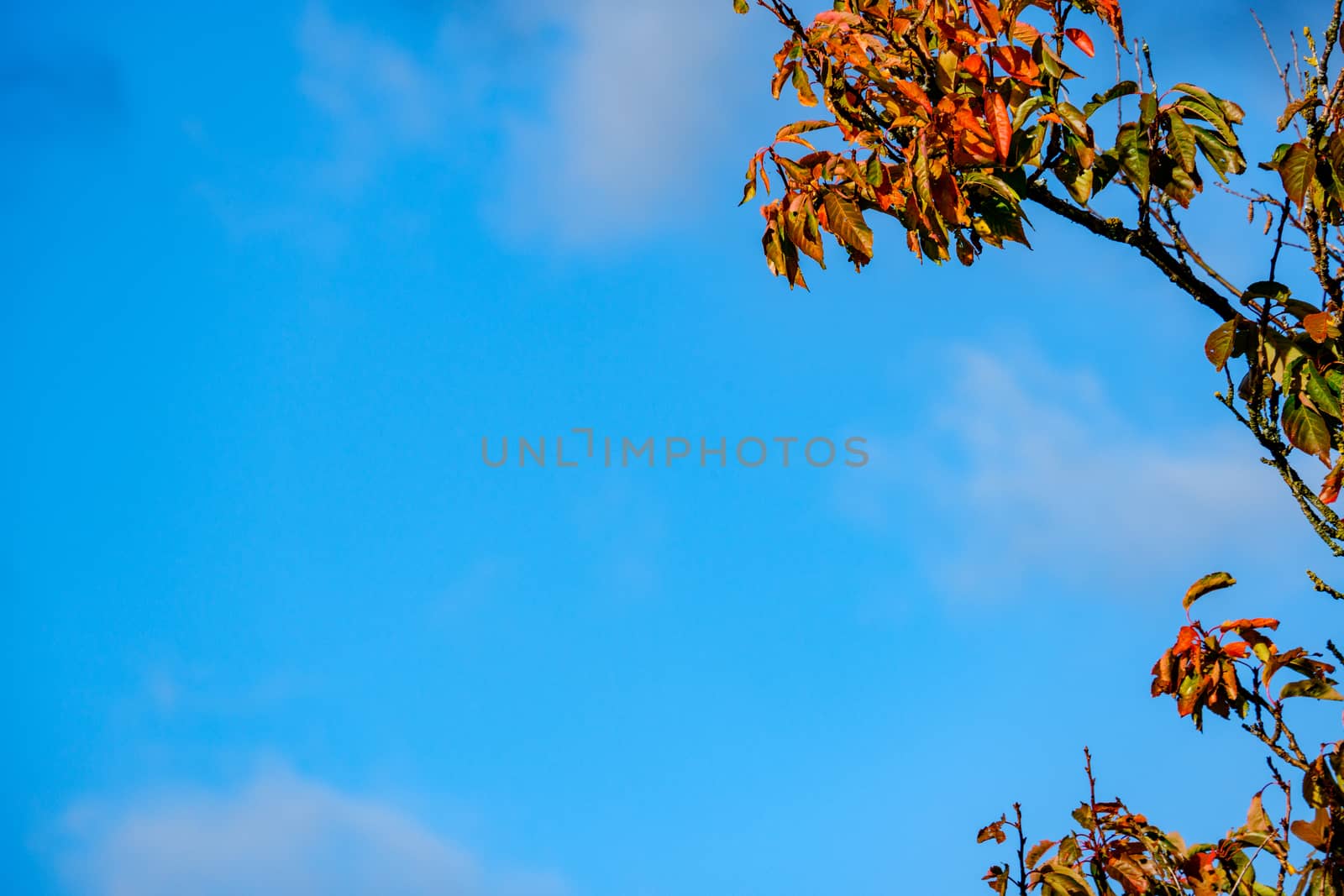 Autumn beech leaves decorate a beautiful blue sky by paddythegolfer