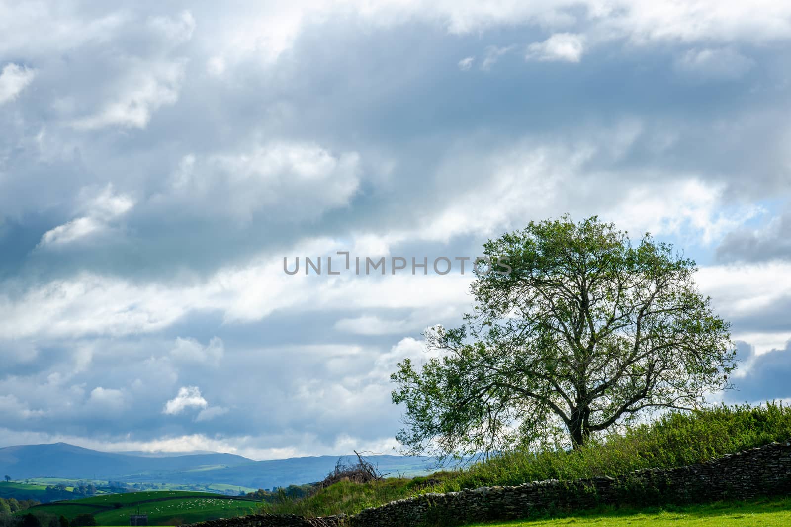 Single tree on hill with a cloudy sky in the Lake District by paddythegolfer