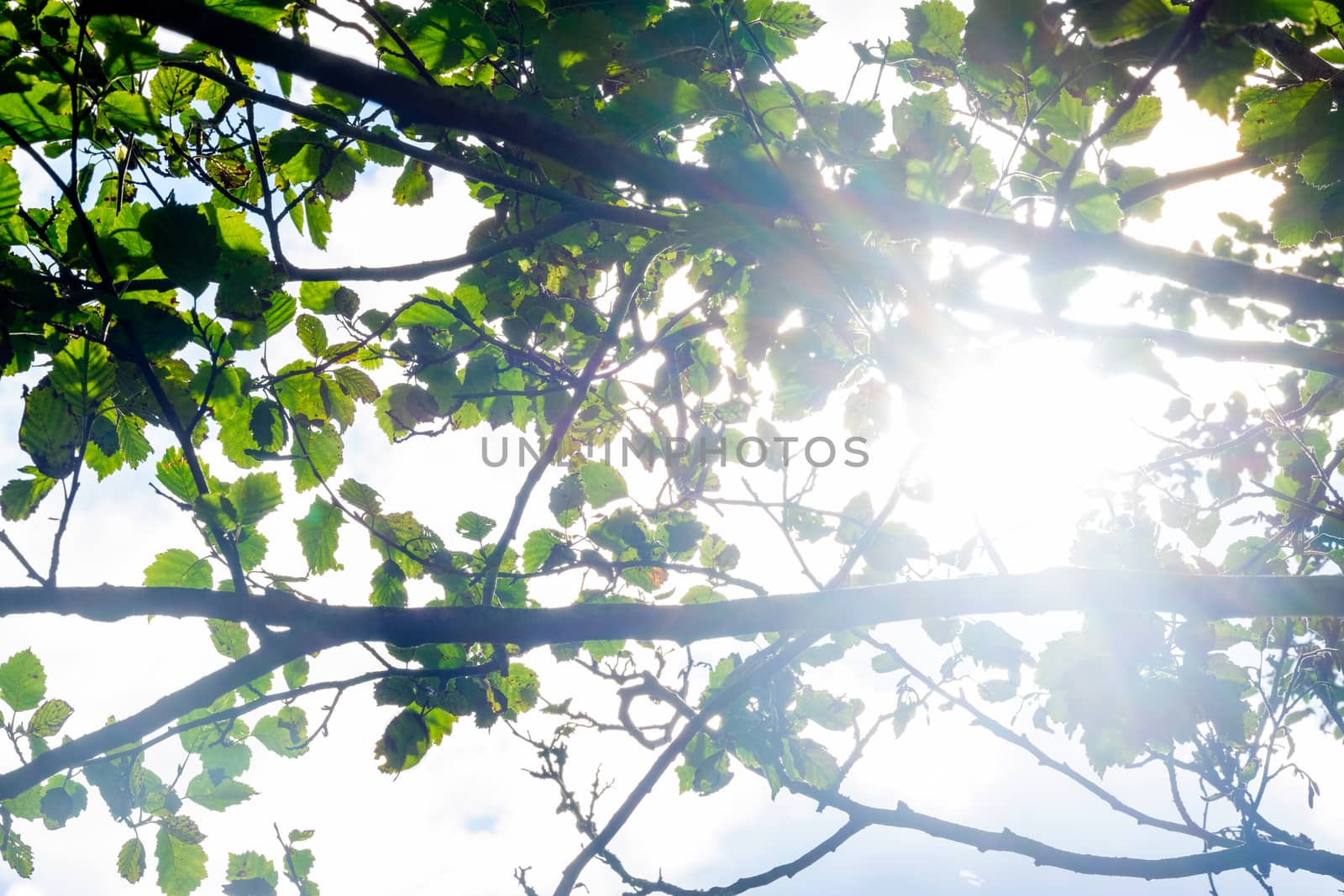 Treetop green foliage. Outdoor nature park landscape background. Sun in the sky in summer. Sunny environment.