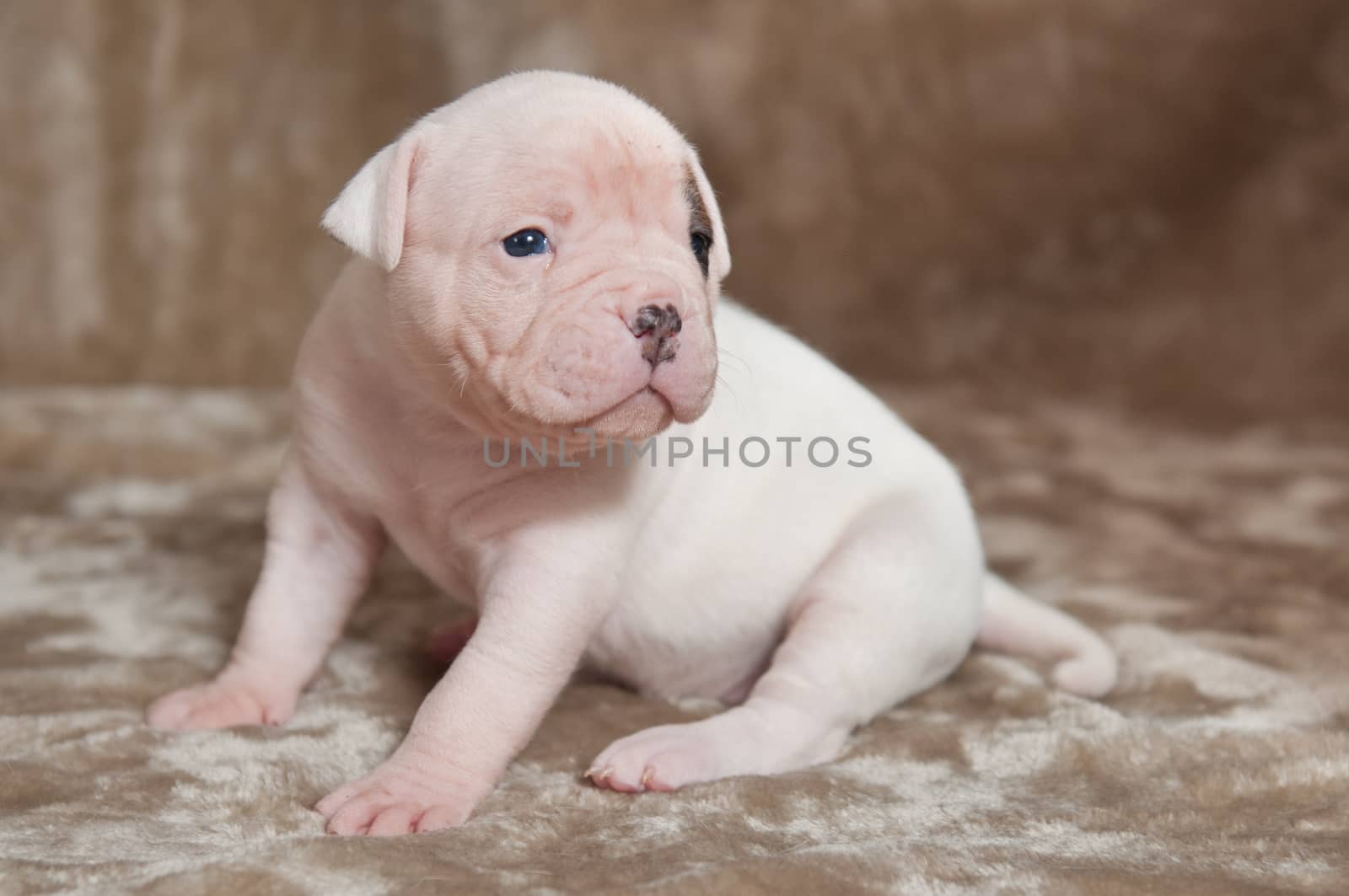 Funny small American Bulldog puppy on light background