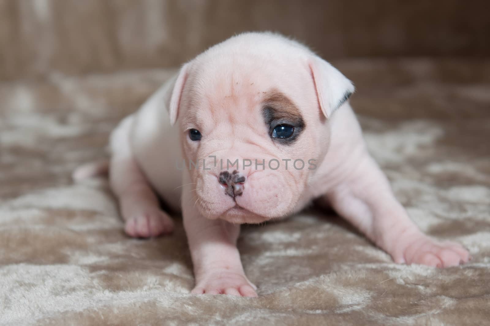 Small American Bulldog puppy on light background by infinityyy