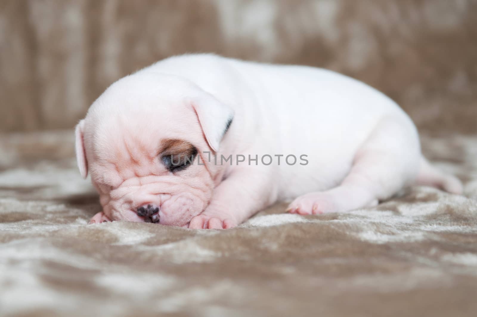 Funny small American Bulldog puppy dog on light background. The puppy is sleeping