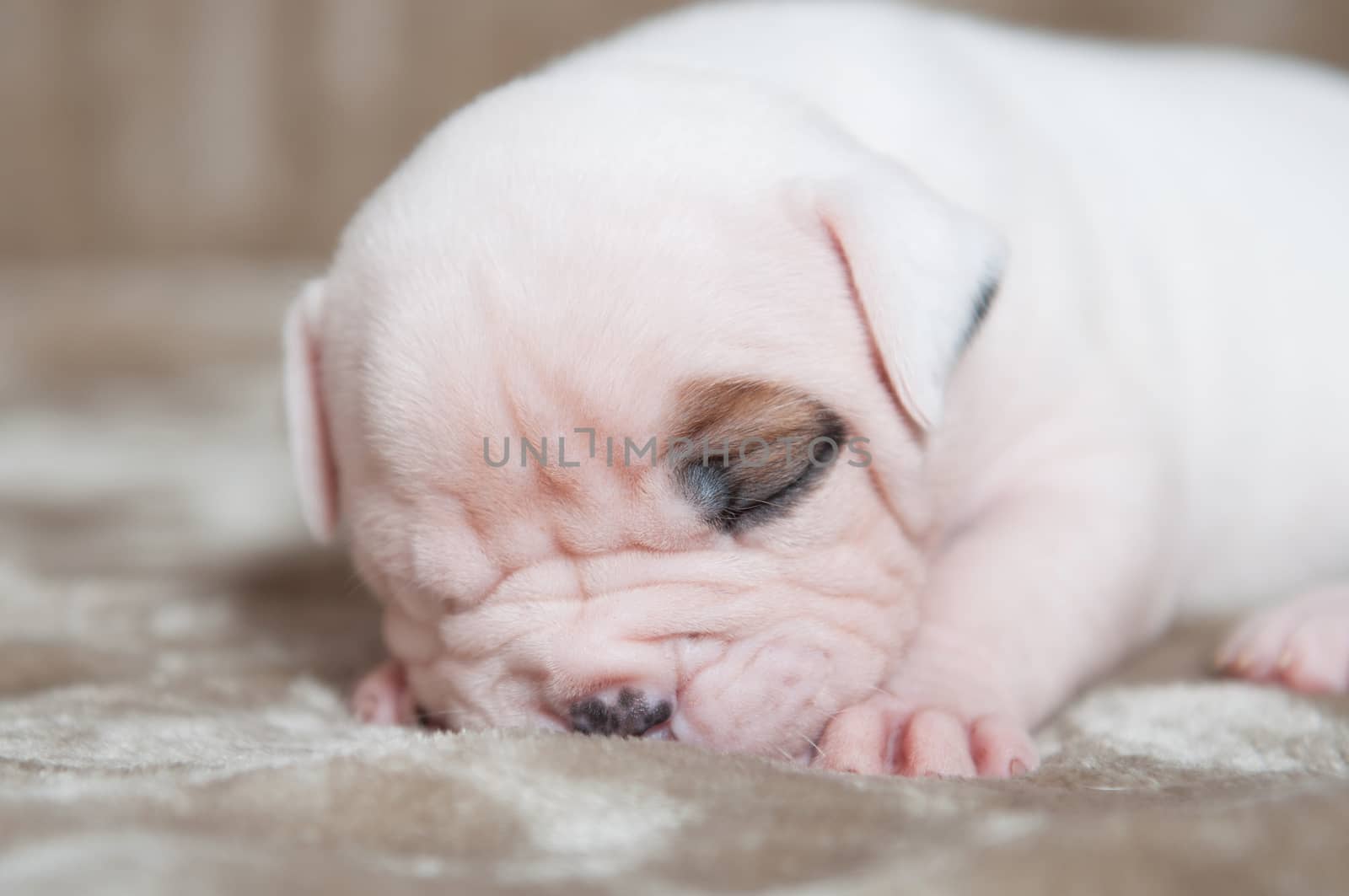Funny small American Bulldog puppy dog on light background. The puppy is sleeping