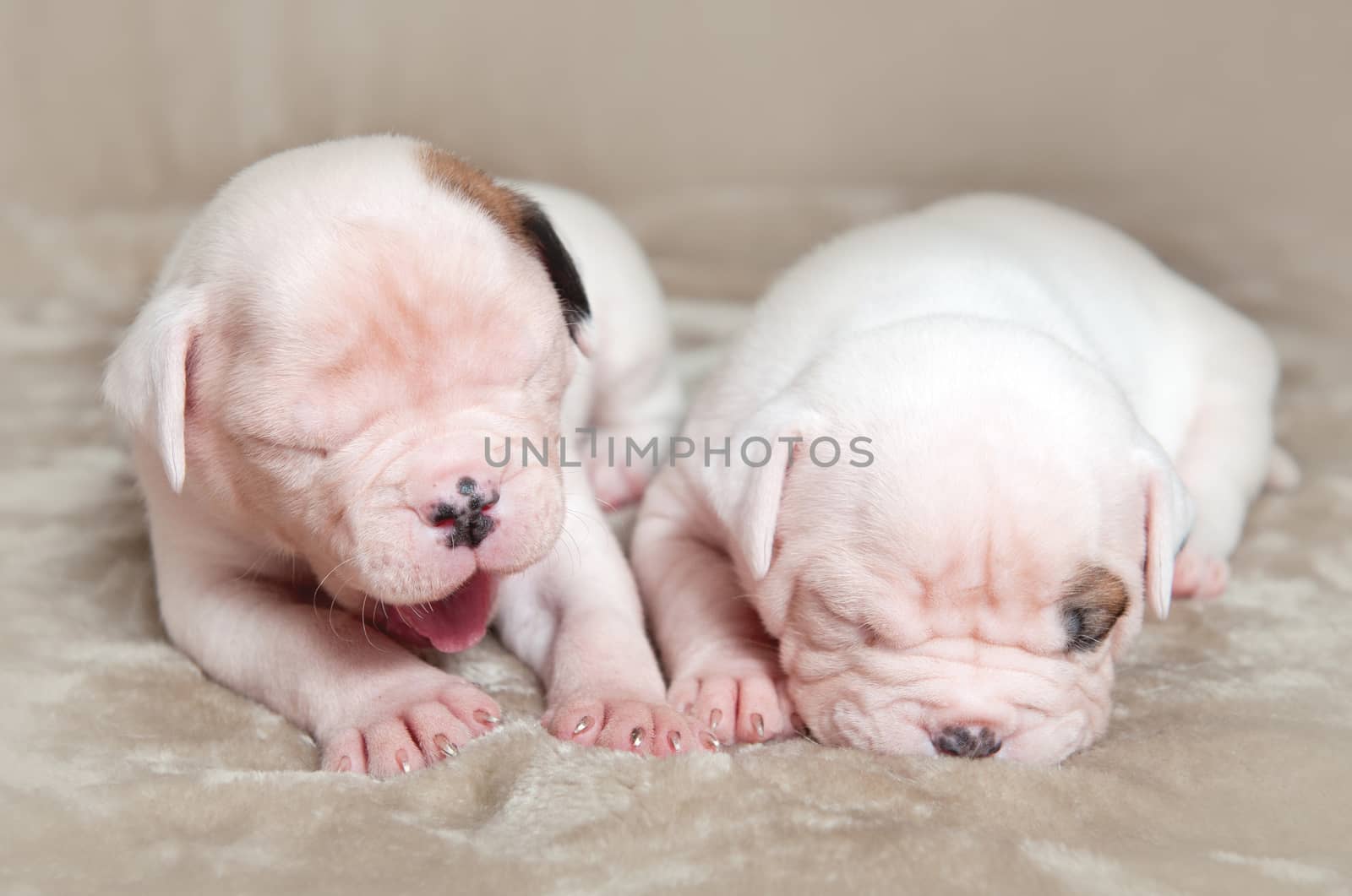 Two funny small American Bulldog puppies dogs on light background. The puppies are sleeping