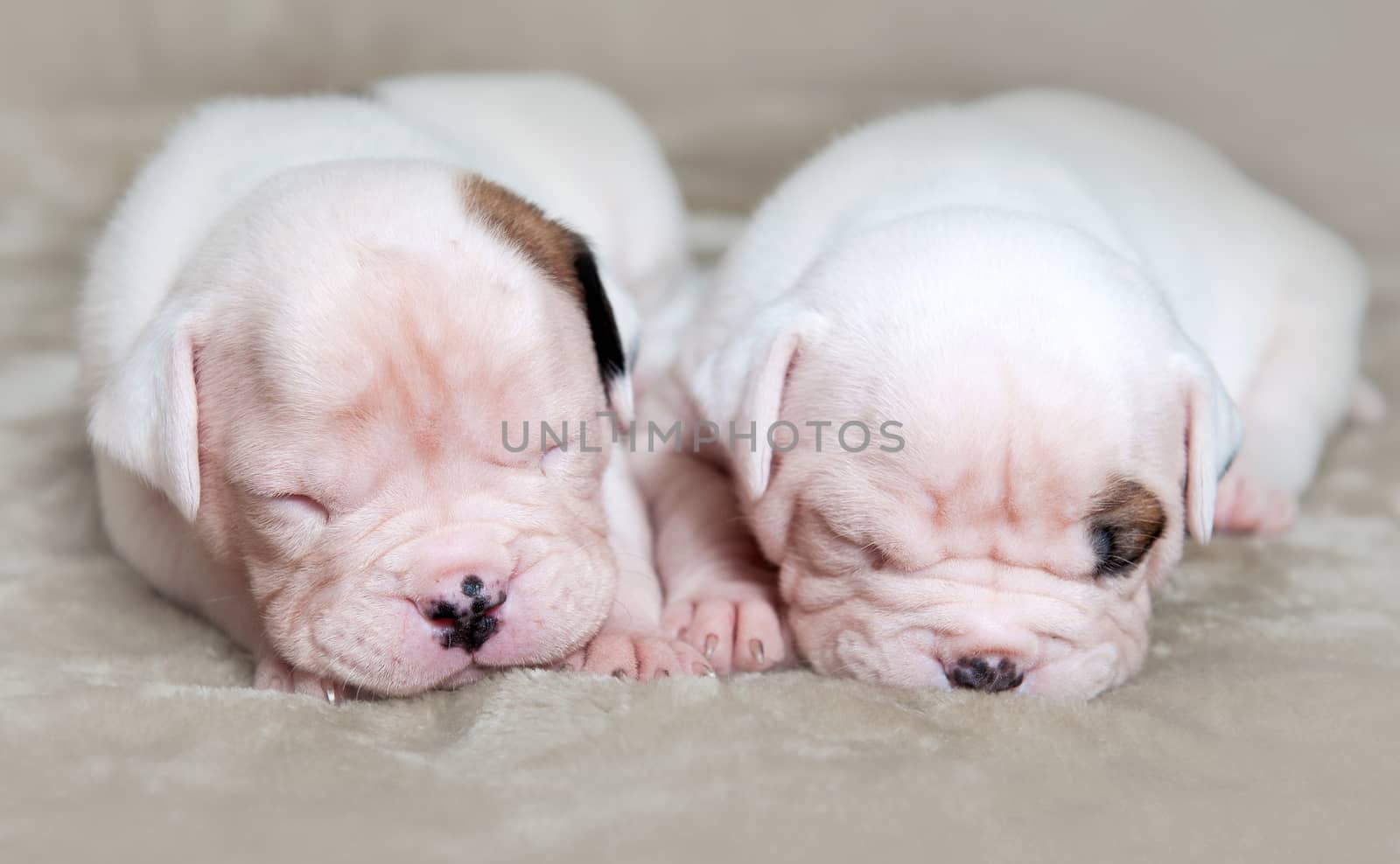 Two funny small American Bulldog puppies dogs on light background. The puppies are sleeping