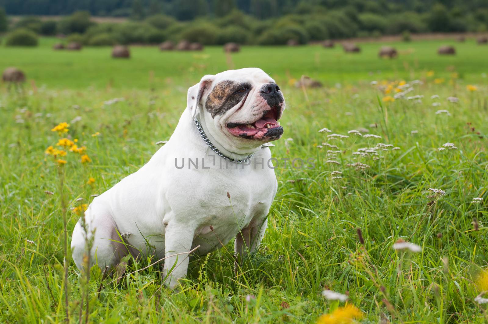 White American Bulldog dog on the field on green grass. American bulldog is a stocky, well built with a large head and a muscular build.