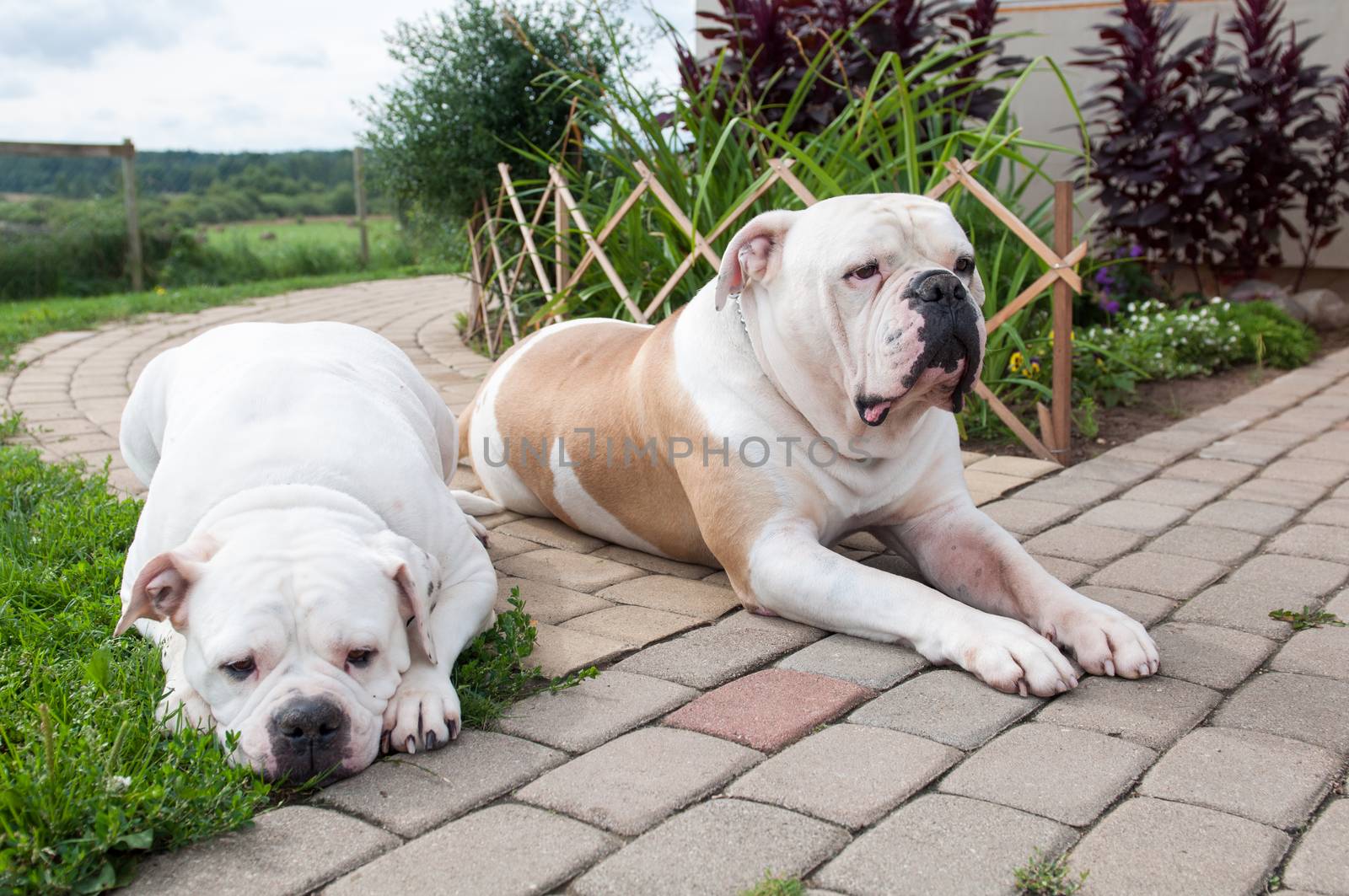 Two female and male American Bulldog dog on the yard of the house. The American bulldog is a stocky, well built, strong-looking dog, with a large head and a muscular build.