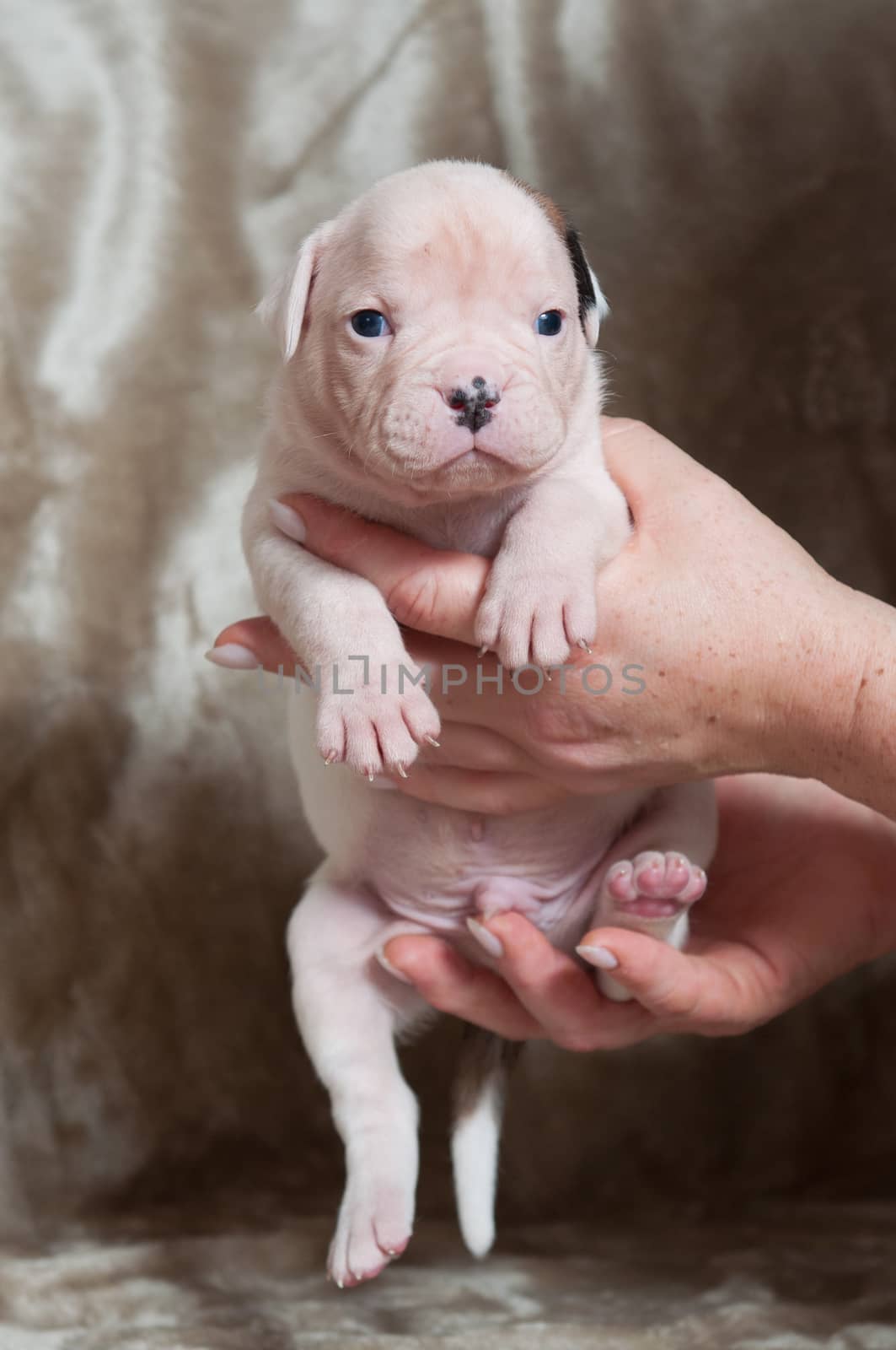 Small American Bulldog puppy on hands on light background