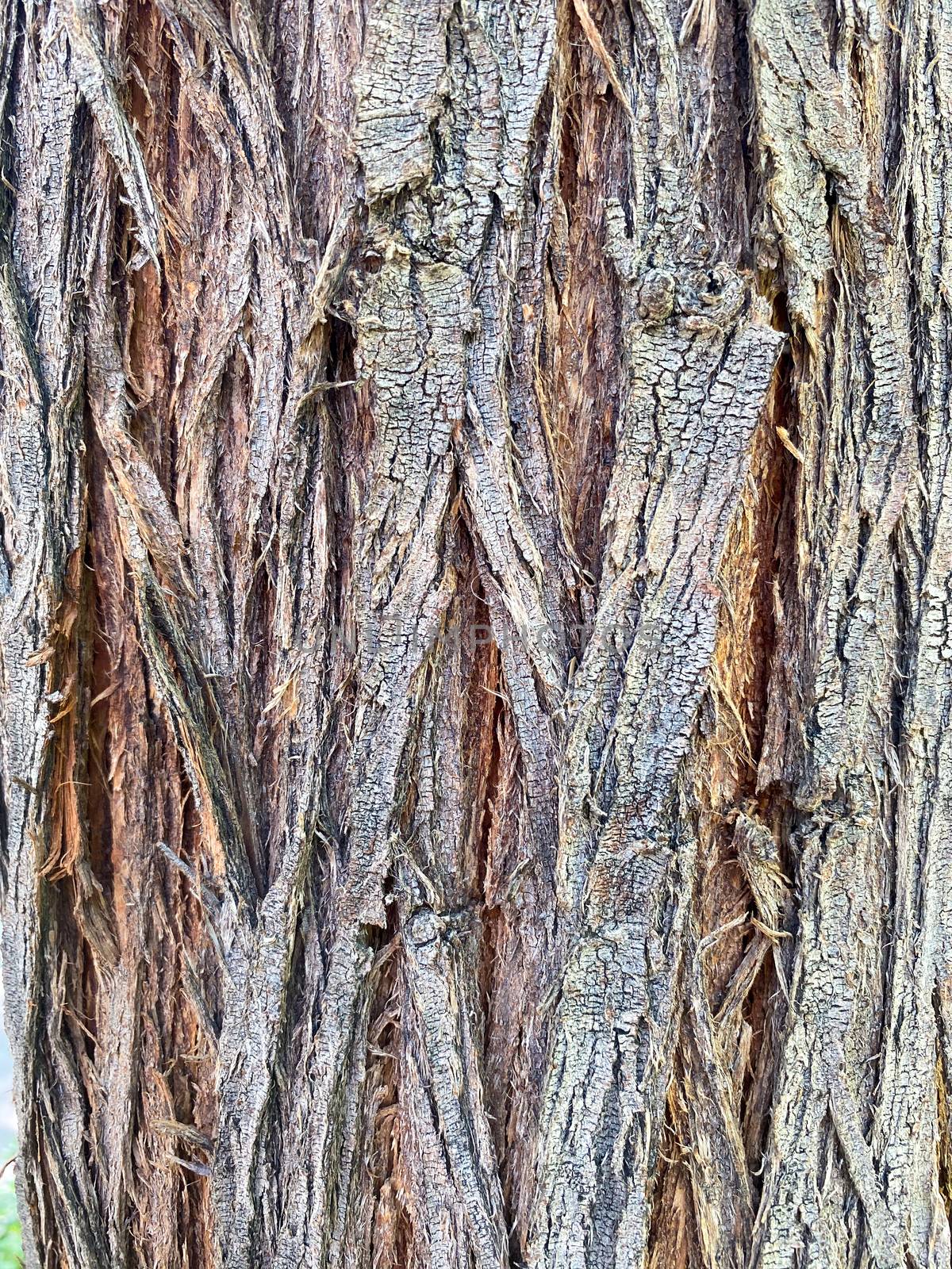 Closeup of tree trunk, wood texture, old tree bark texture