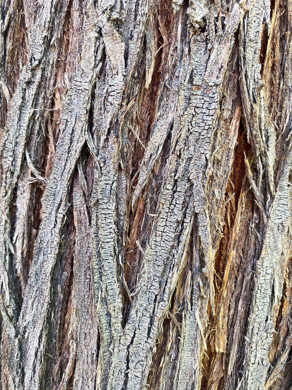 Closeup of tree trunk, wood texture, old tree bark texture