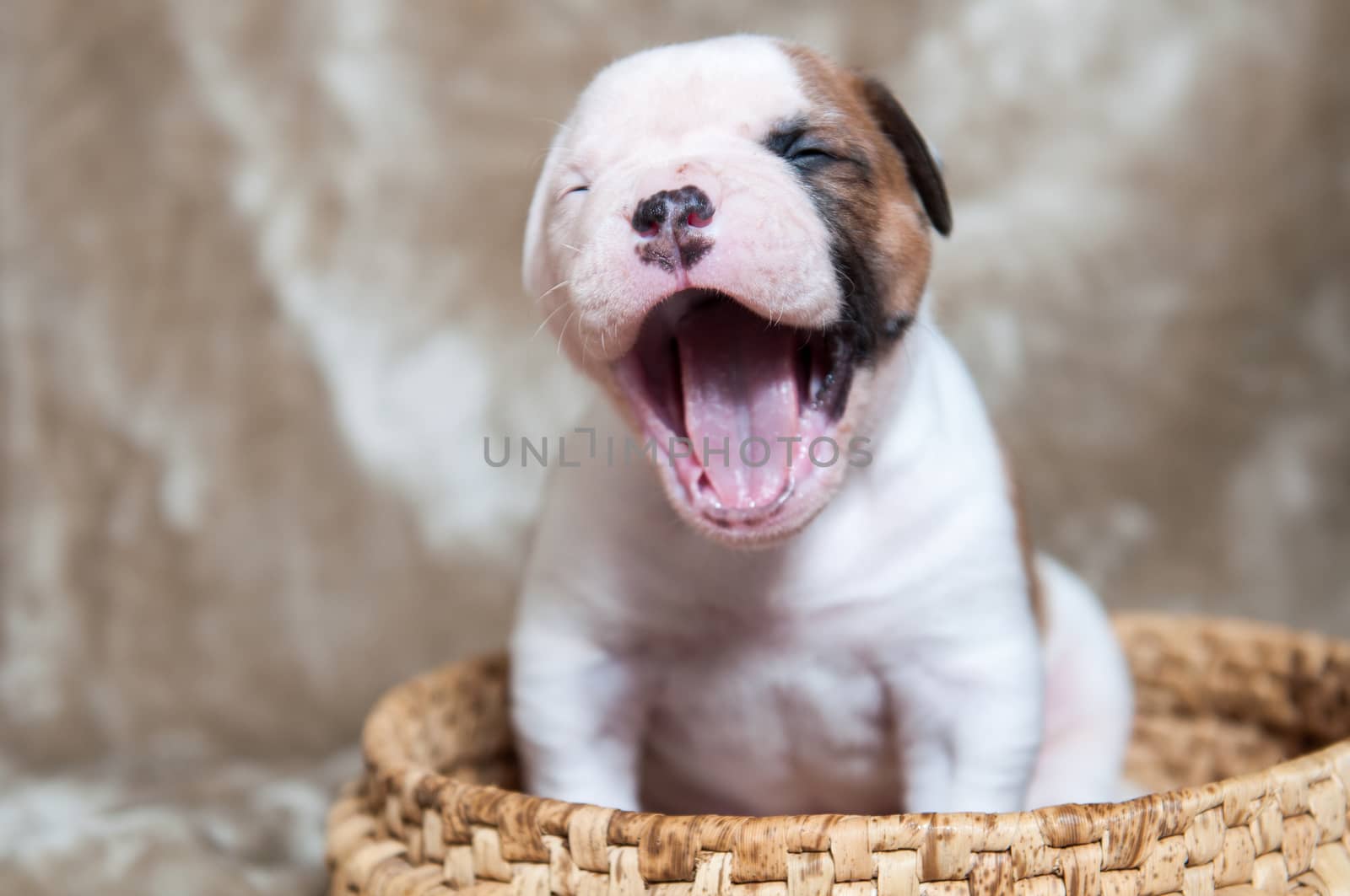 Funny small American Bulldog puppy on light background in the basket is smiling or yawns