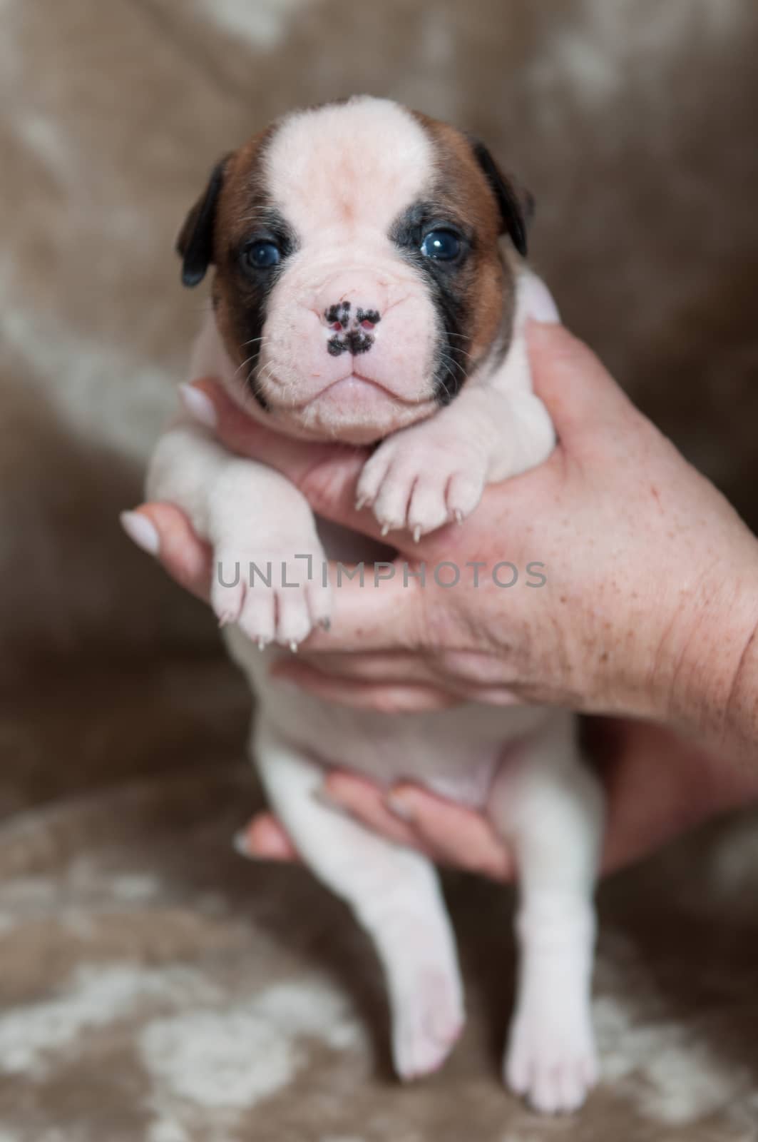 Small American Bulldog puppy on hands on light by infinityyy
