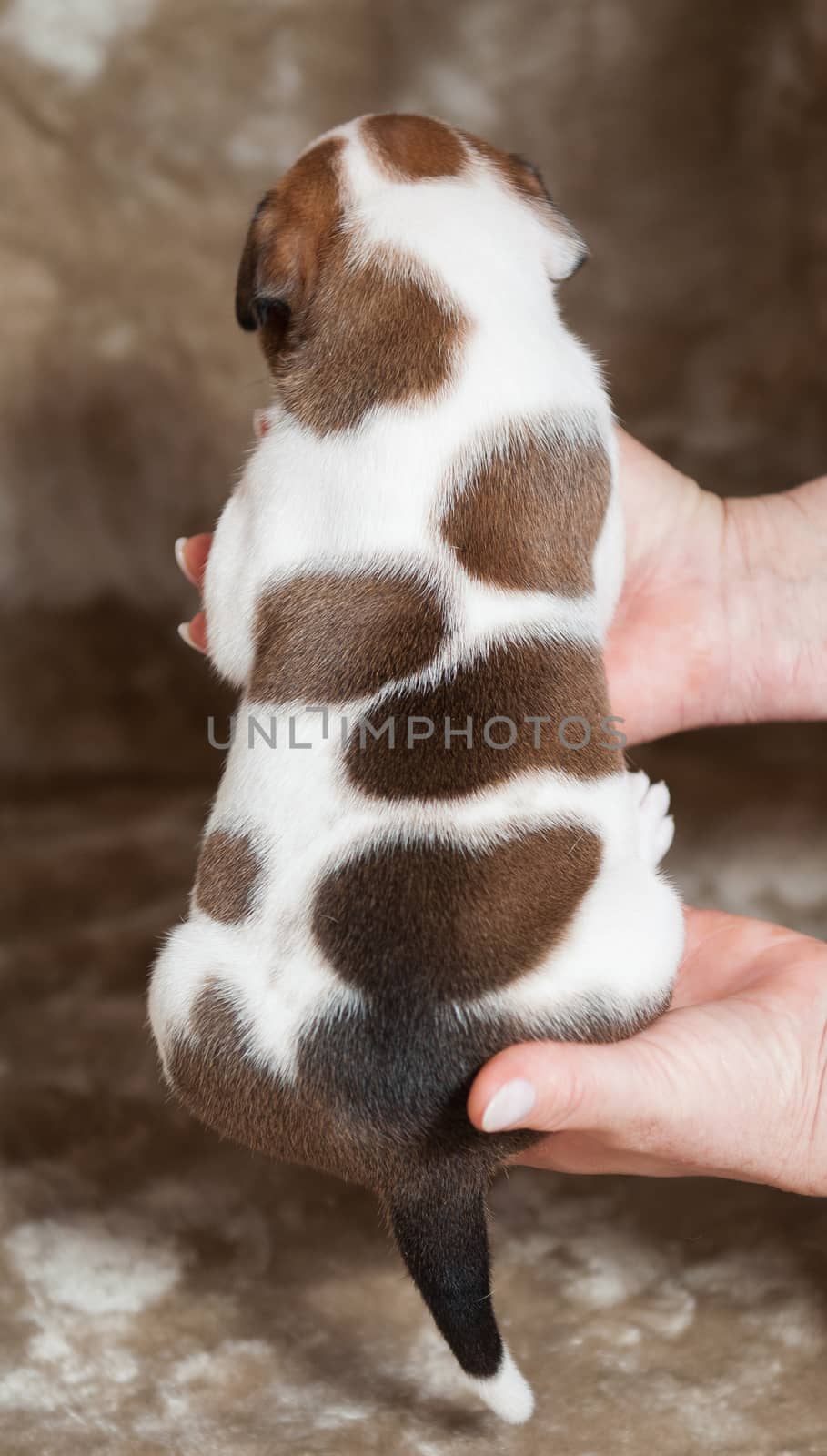 Small American Bulldog puppy on hands on light background. Back view