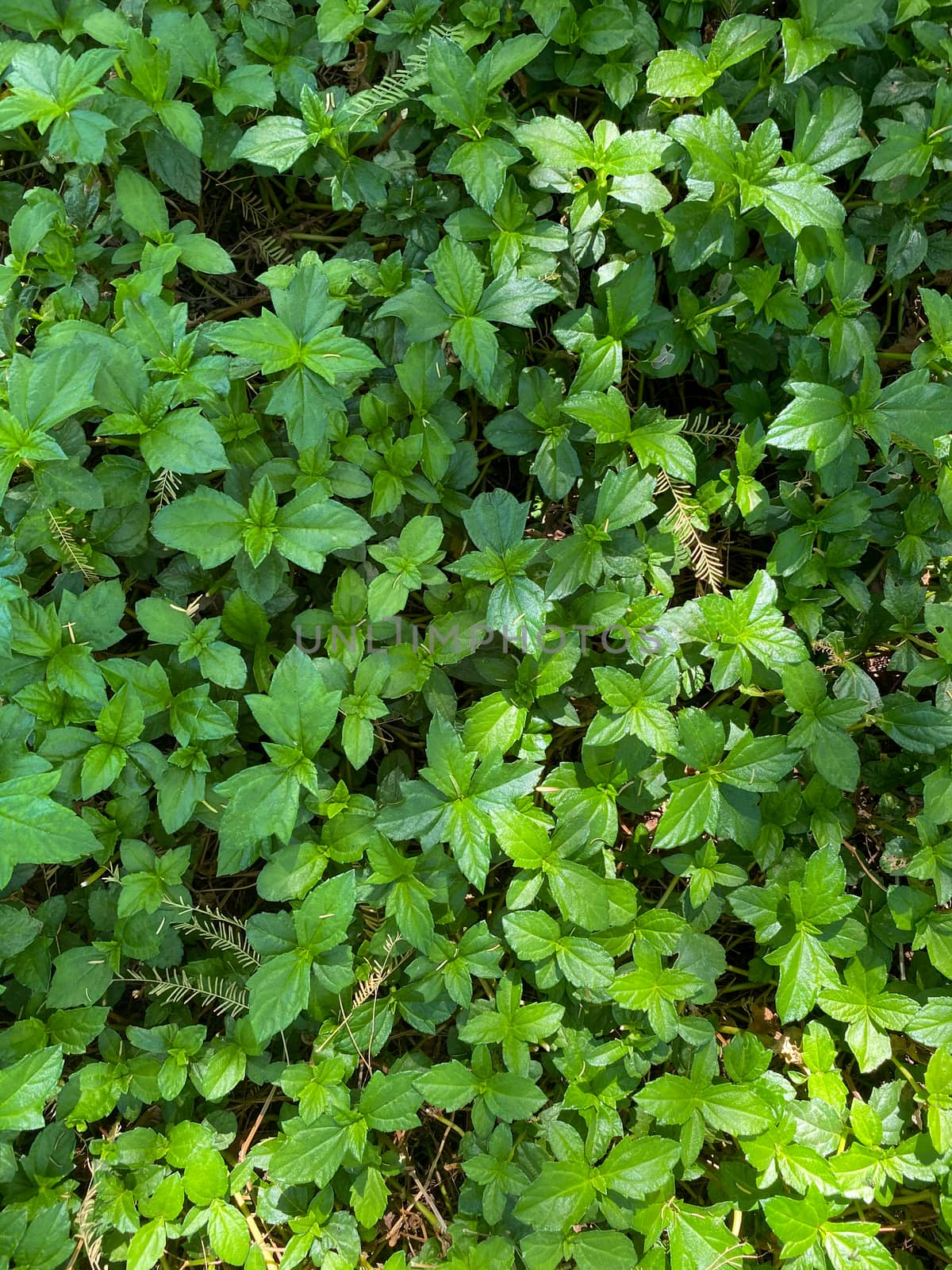 Top view of nice and textural green and clean plant leaves