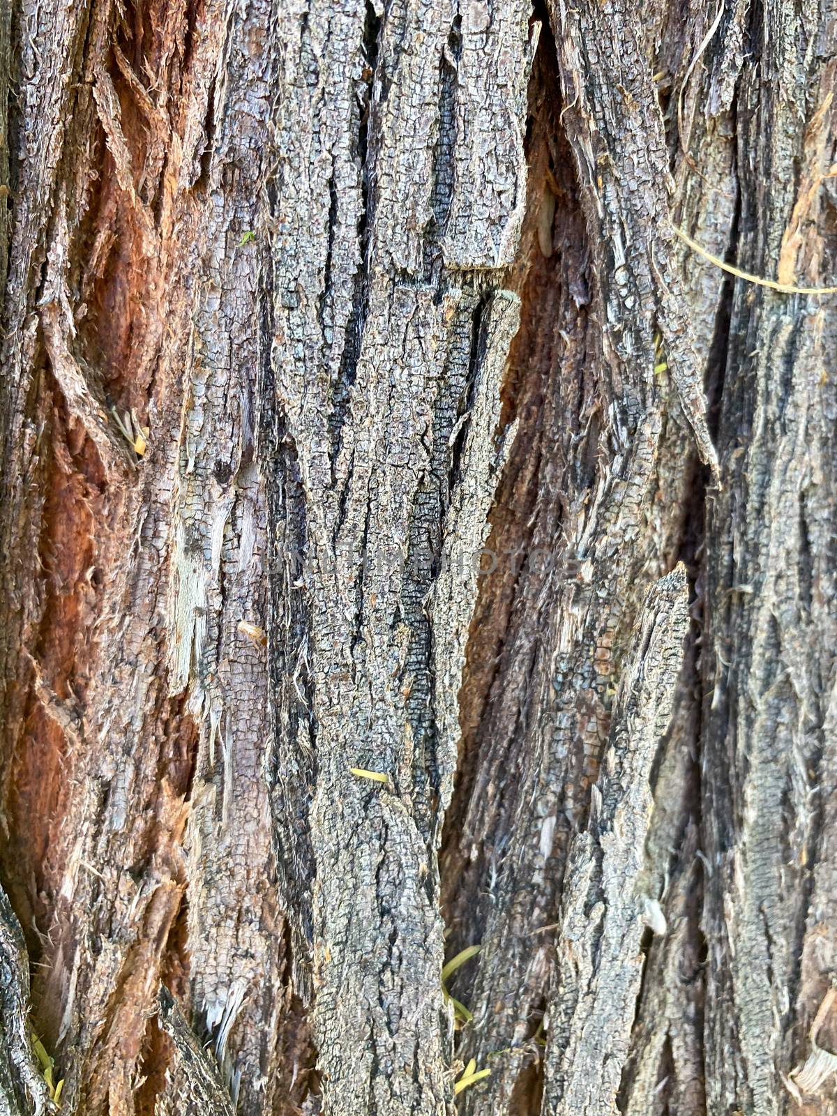 Closeup of tree trunk  by Bonandbon