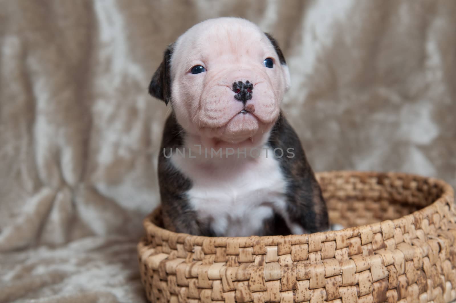 Funny small brindle American Bulldog puppy on light background in the basket