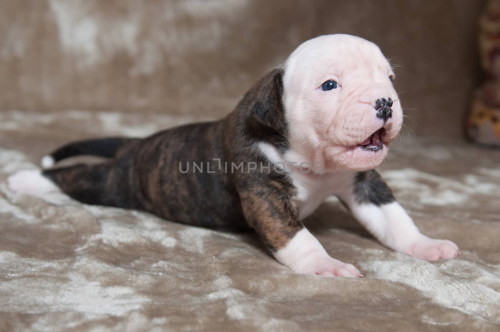Funny small brindle American Bulldog puppy on light background