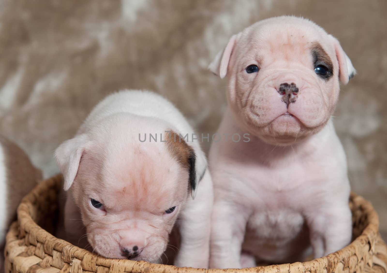 Two small American Bulldog puppies on light background in the basket