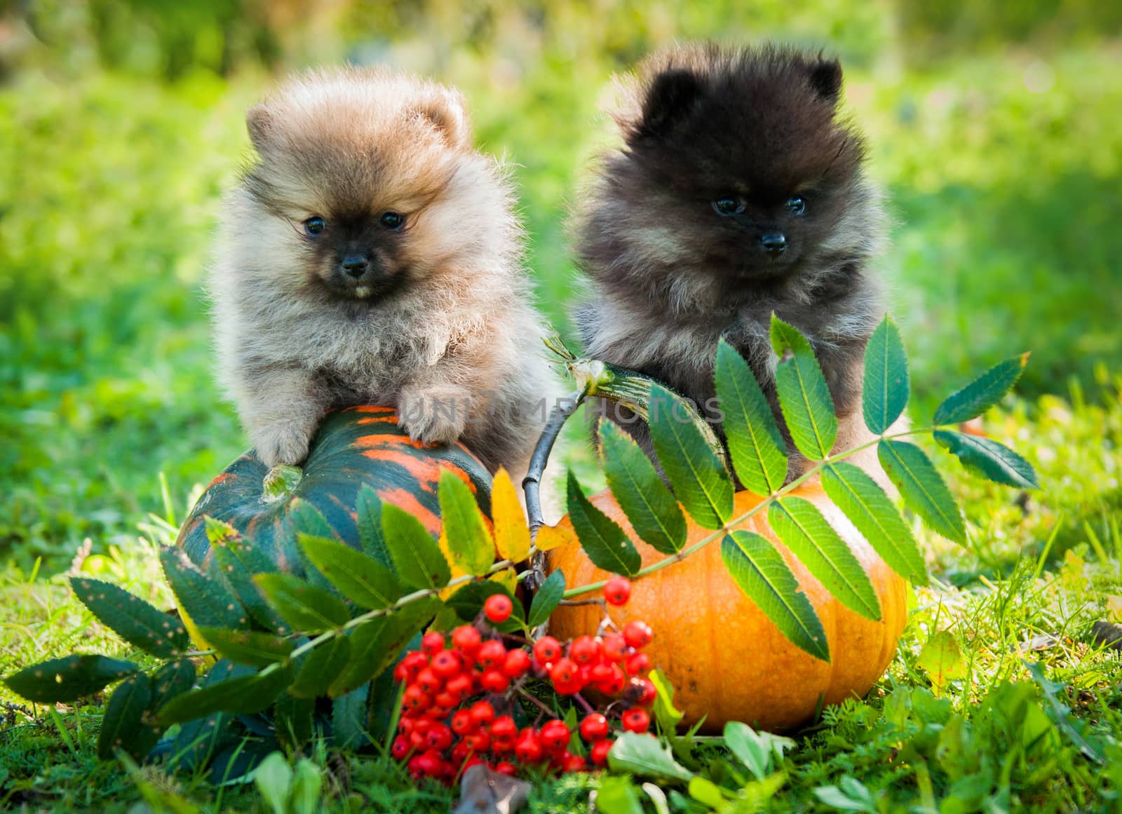 Two pomeranian dogs puppies and pumpkin, halloween by infinityyy