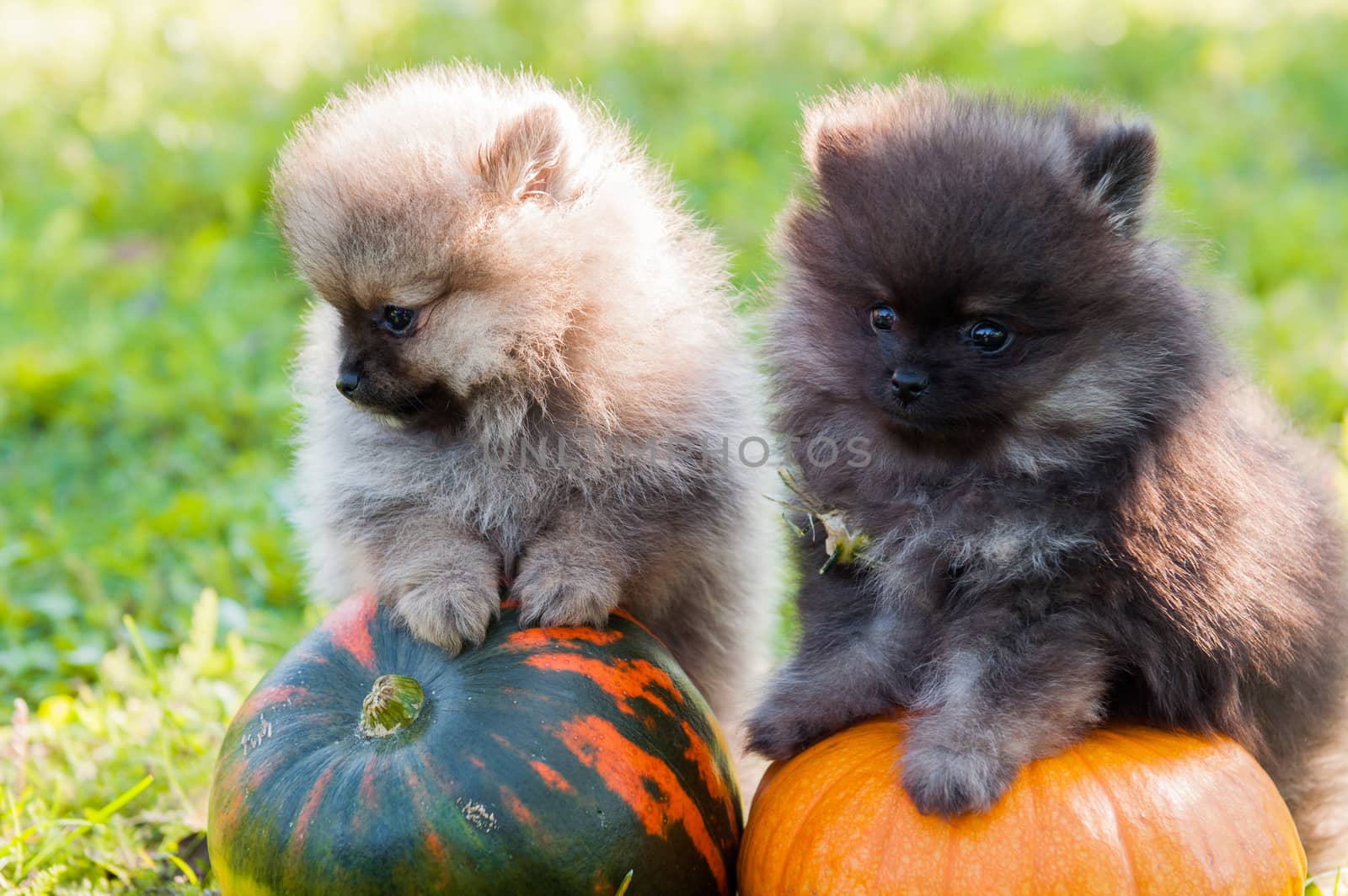 pomeranian dogs and pumpkin, halloween by infinityyy